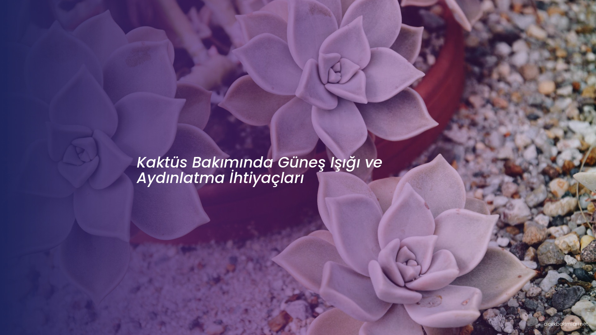 Kaktüs Bakımında Güneş Işığı ve Aydınlatma İhtiyaçları