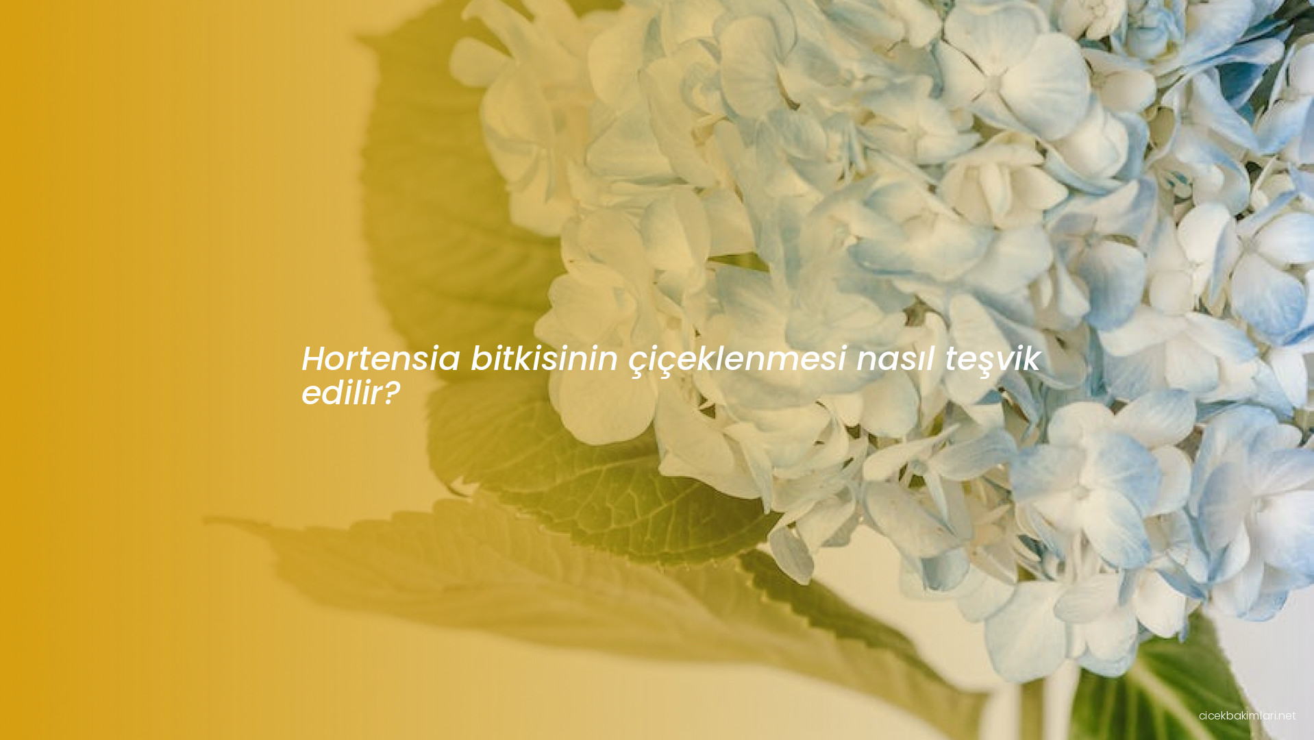 Hortensia bitkisinin çiçeklenmesi nasıl teşvik edilir?