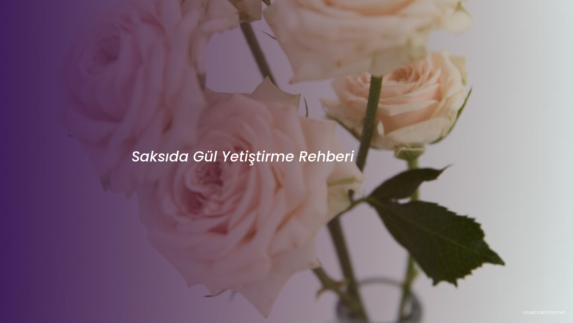 Saksıda Gül Yetiştirme Rehberi