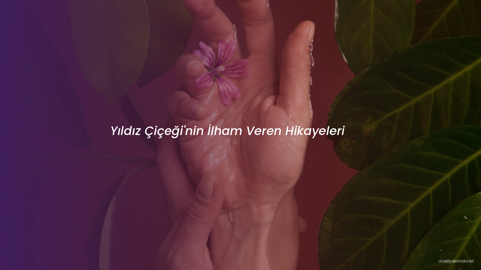 Yıldız Çiçeği'nin İlham Veren Hikayeleri