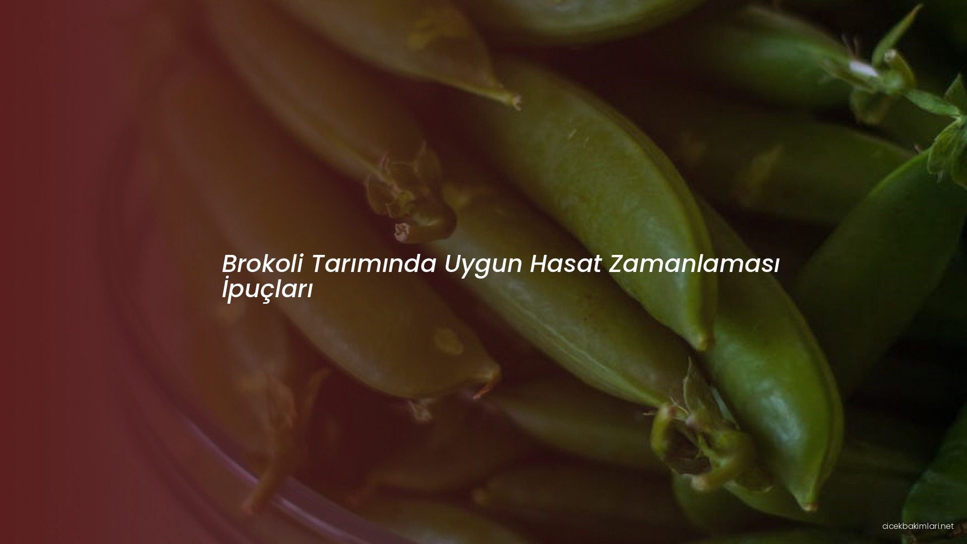 Brokoli Tarımında Uygun Hasat Zamanlaması İpuçları