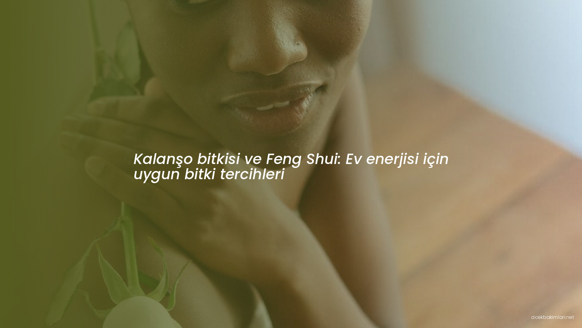 Kalanşo bitkisi ve Feng Shui: Ev enerjisi için uygun bitki tercihleri