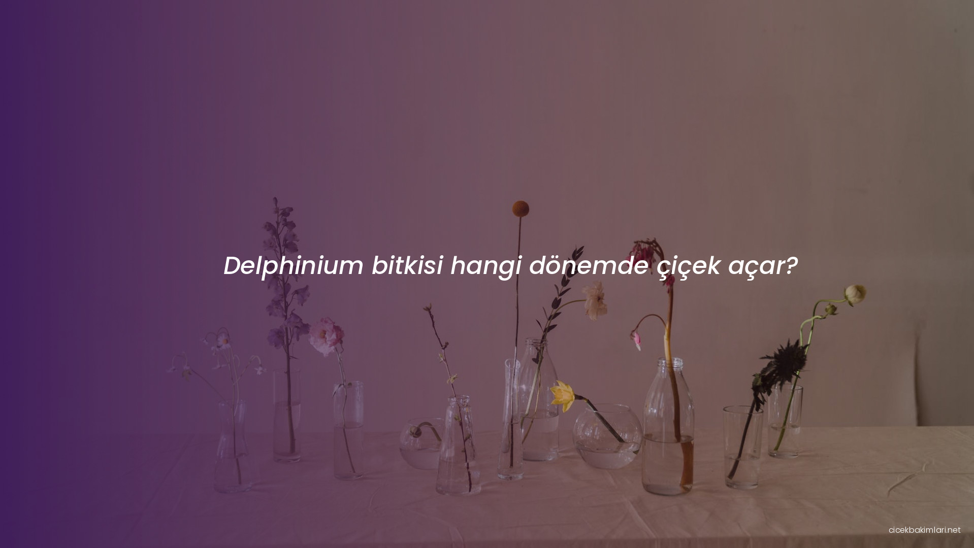 Delphinium bitkisi hangi dönemde çiçek açar?