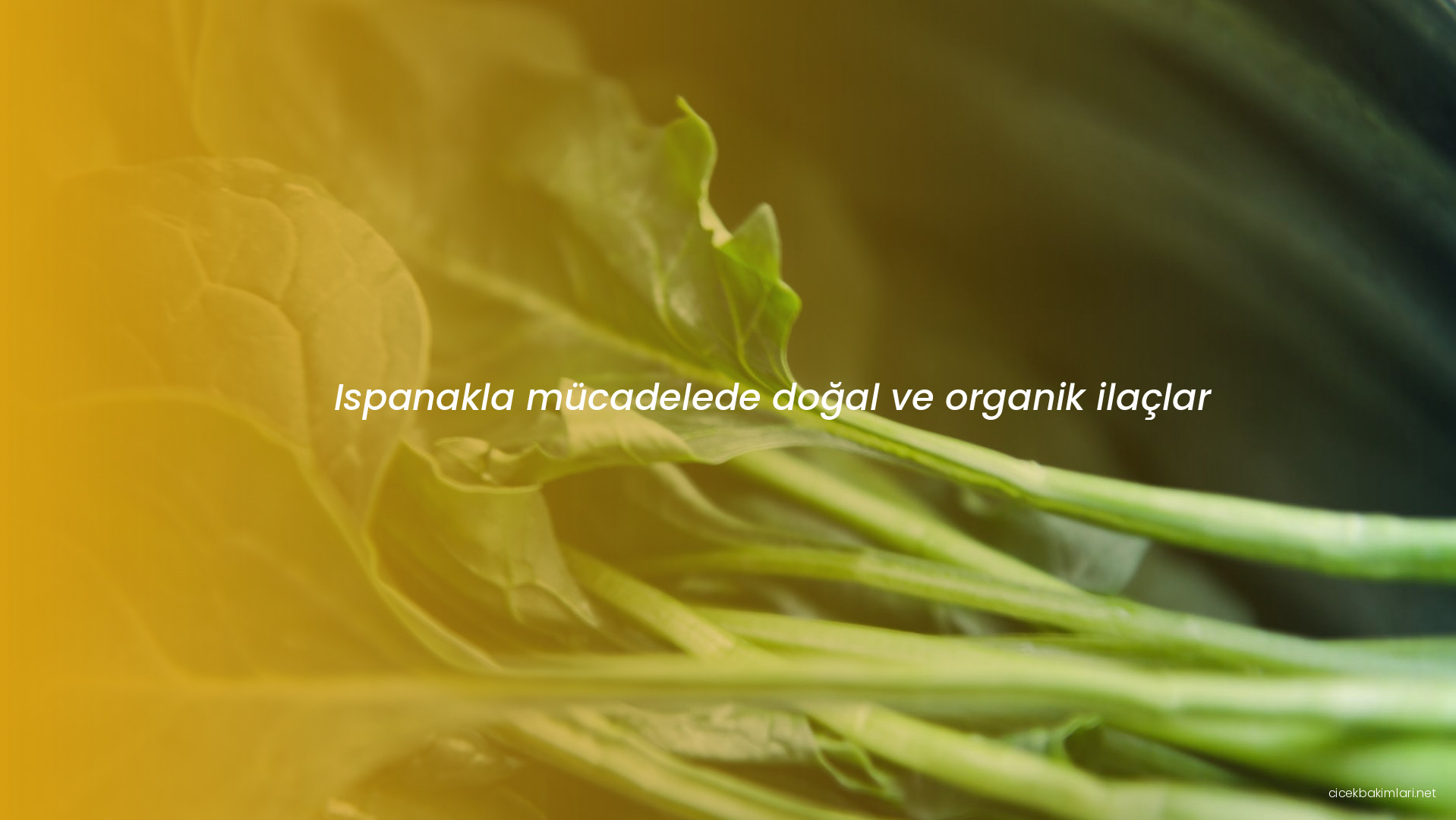 Ispanakla mücadelede doğal ve organik ilaçlar