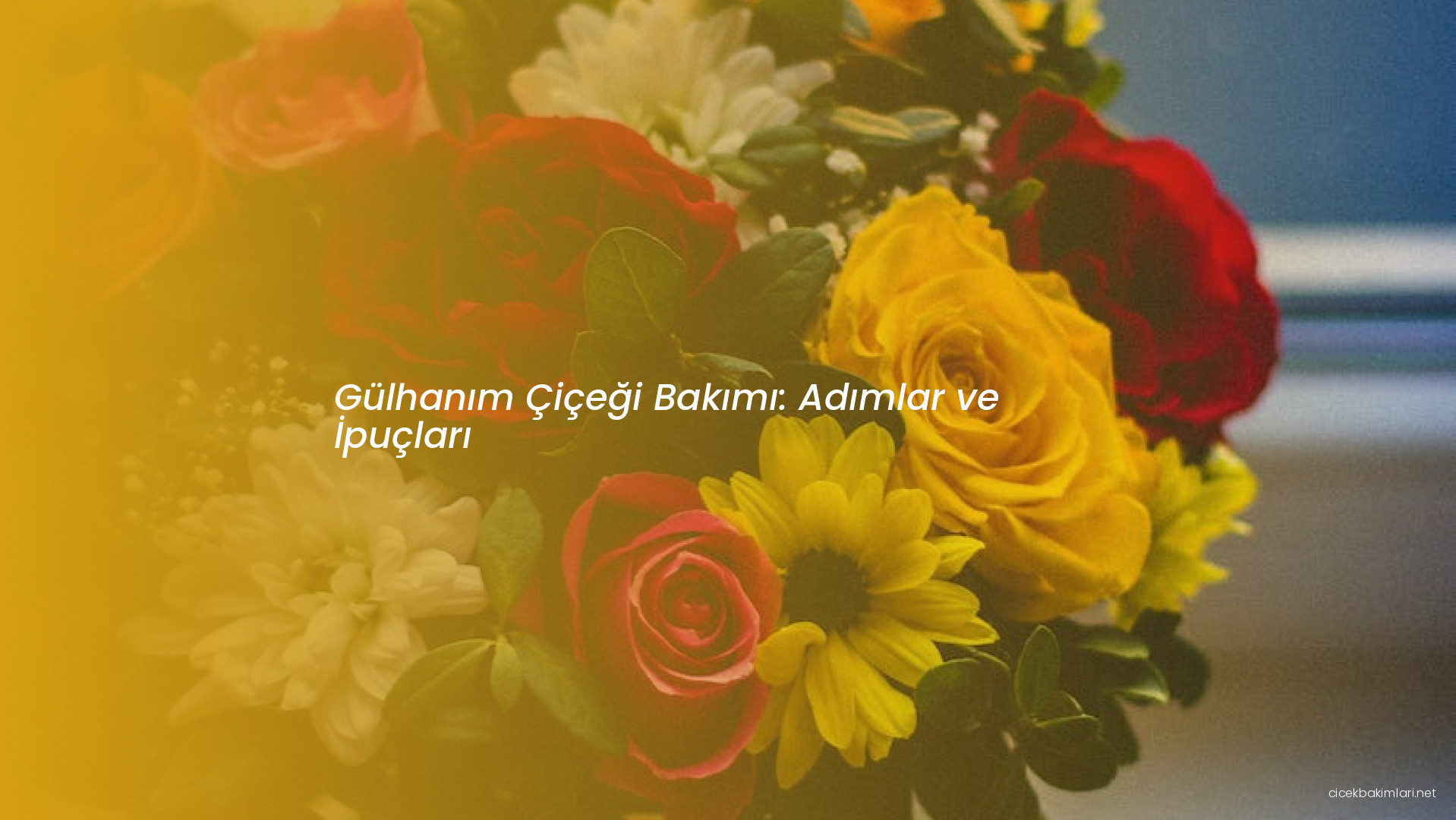 Gülhanım Çiçeği Bakımı: Adımlar ve İpuçları