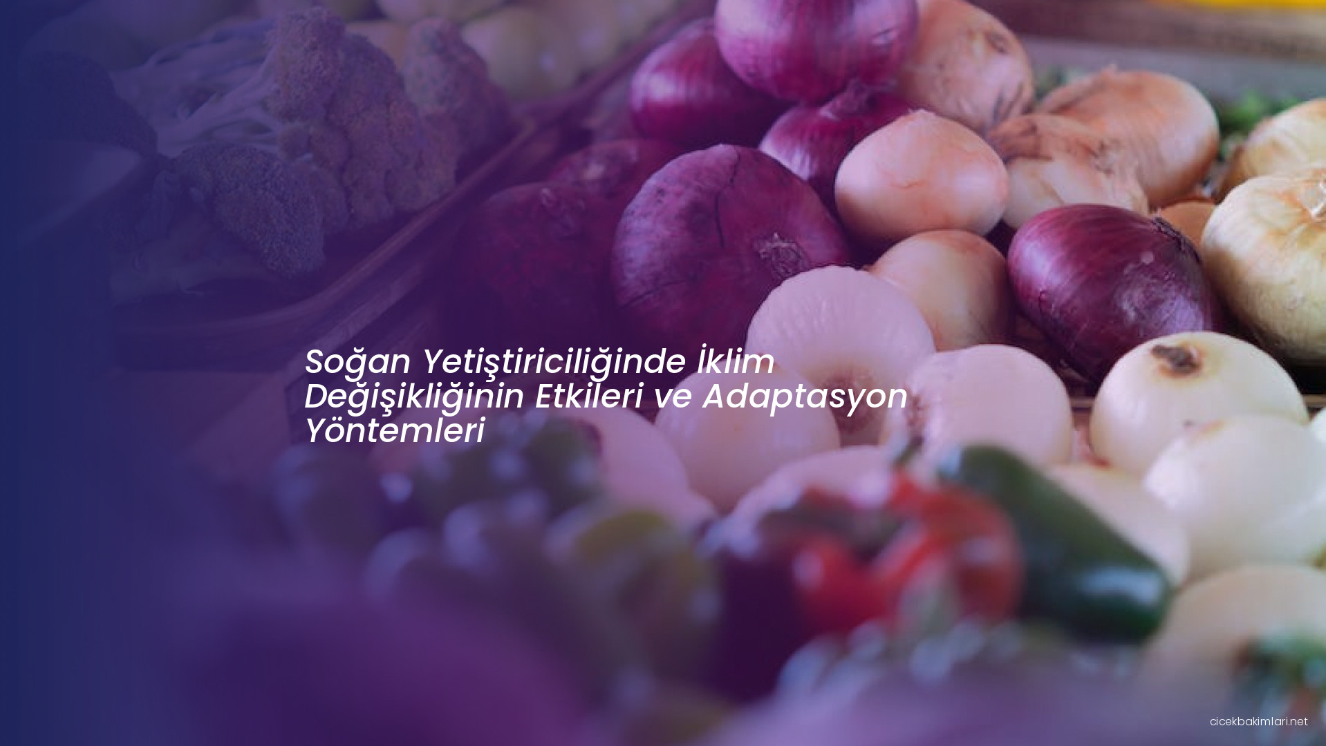 Soğan Yetiştiriciliğinde İklim Değişikliğinin Etkileri ve Adaptasyon Yöntemleri