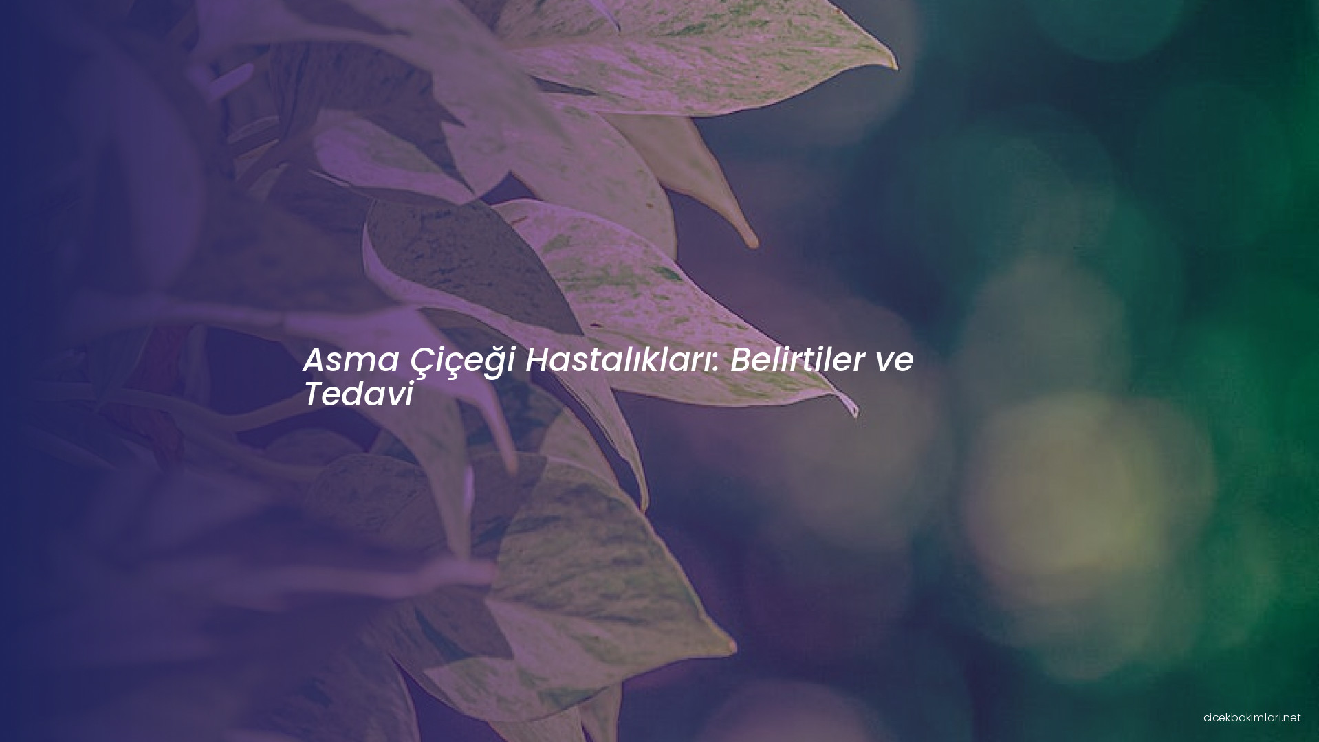 Asma Çiçeği Hastalıkları: Belirtiler ve Tedavi