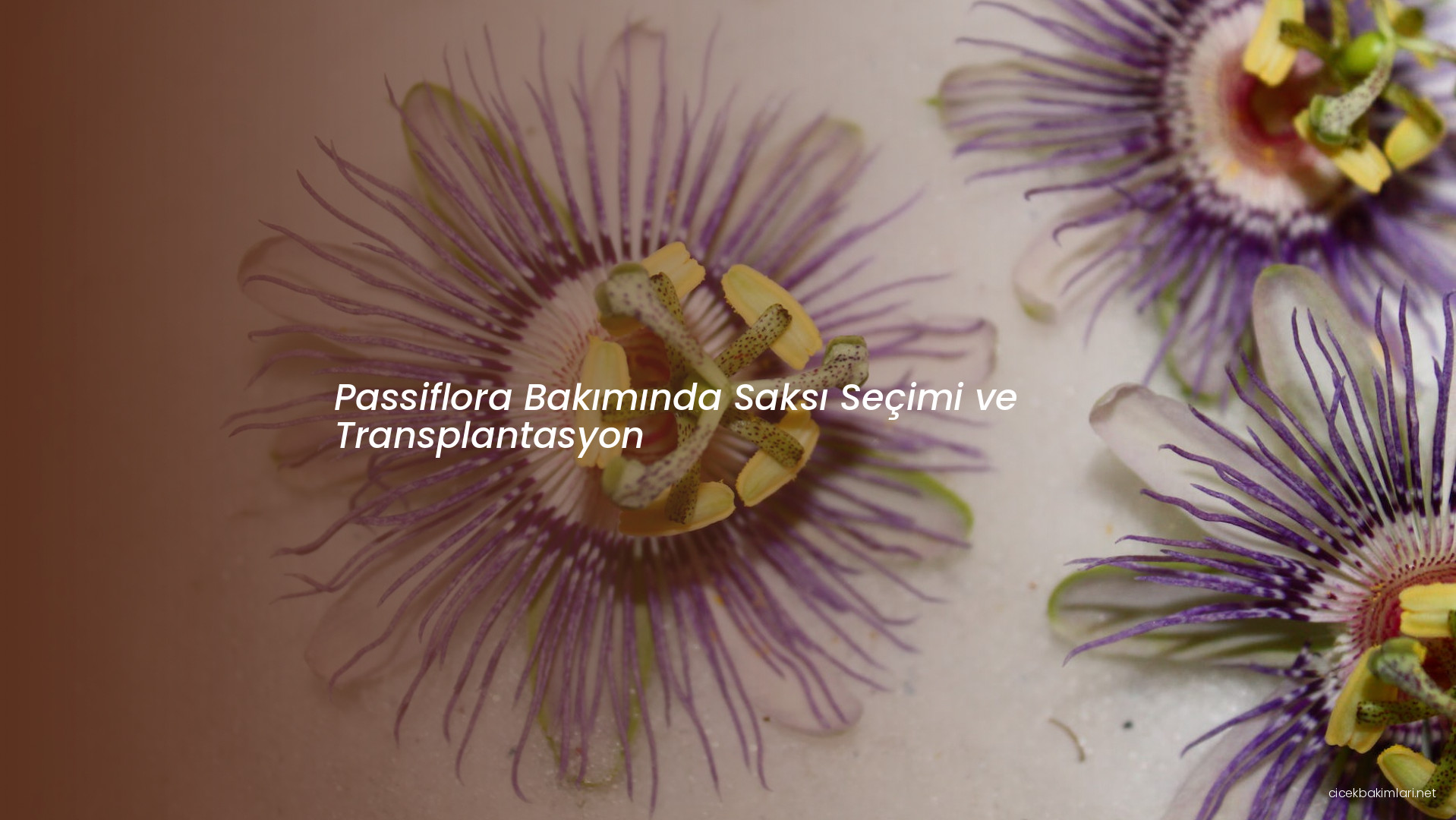 Passiflora Bakımında Saksı Seçimi ve Transplantasyon