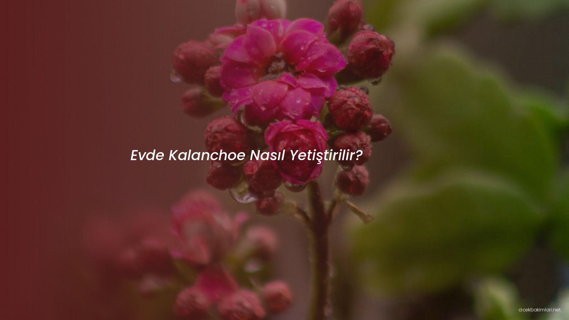 Evde Kalanchoe Nasıl Yetiştirilir?