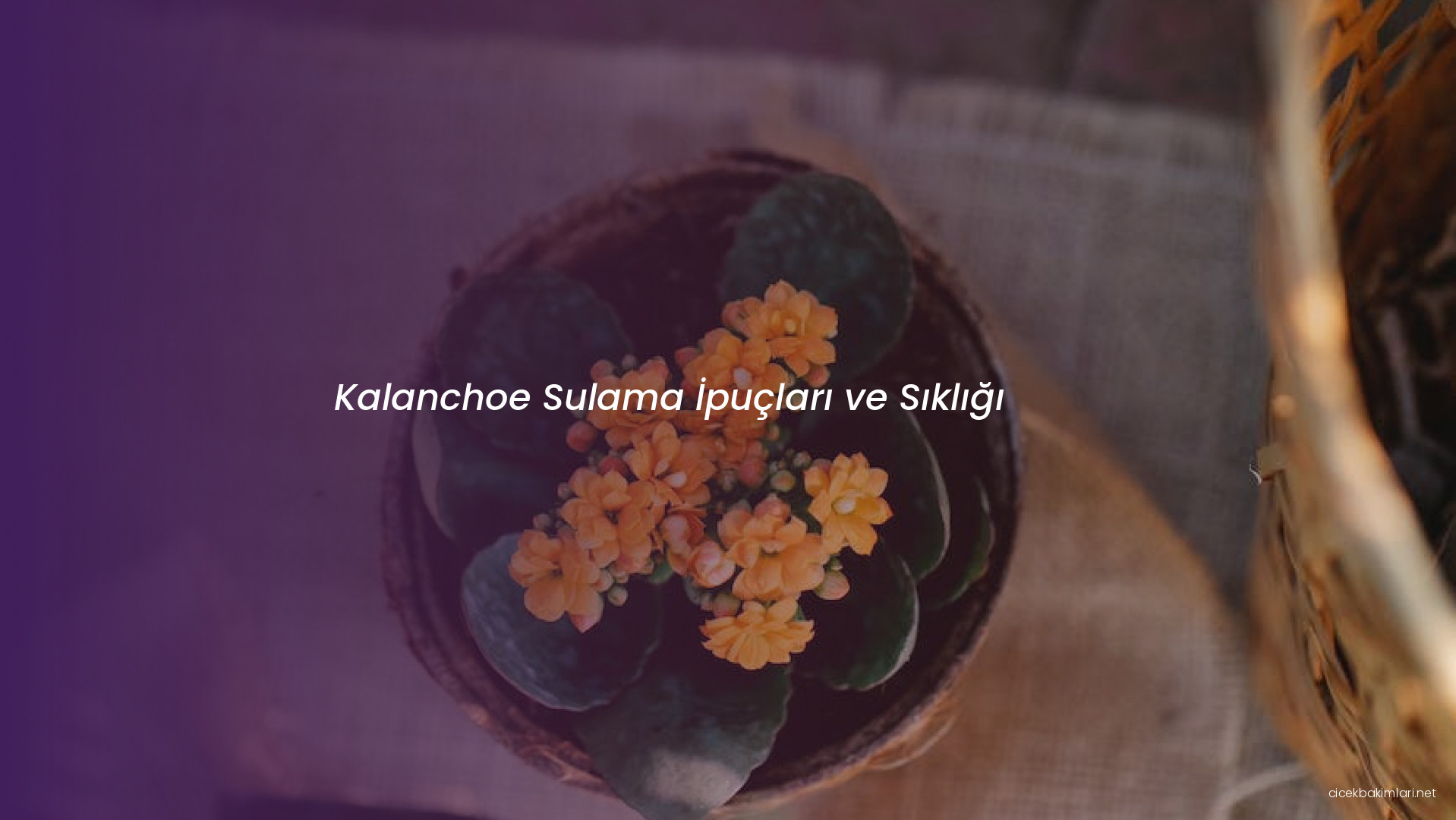 Kalanchoe Sulama İpuçları ve Sıklığı