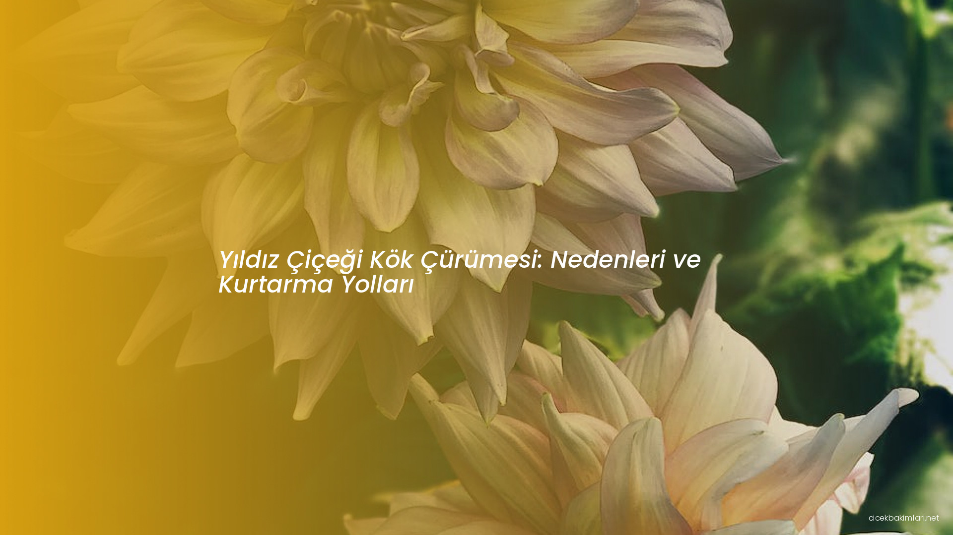 Yıldız Çiçeği Kök Çürümesi: Nedenleri ve Kurtarma Yolları