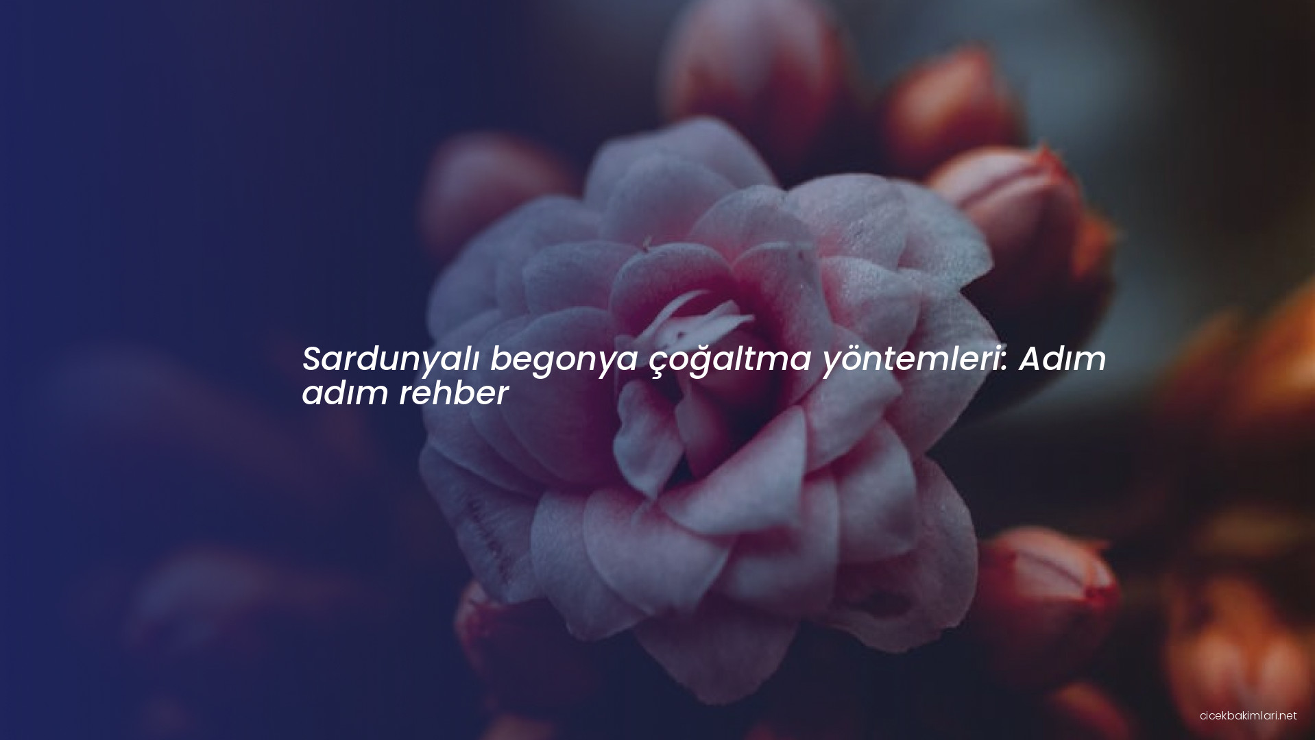 Sardunyalı begonya çoğaltma yöntemleri: Adım adım rehber