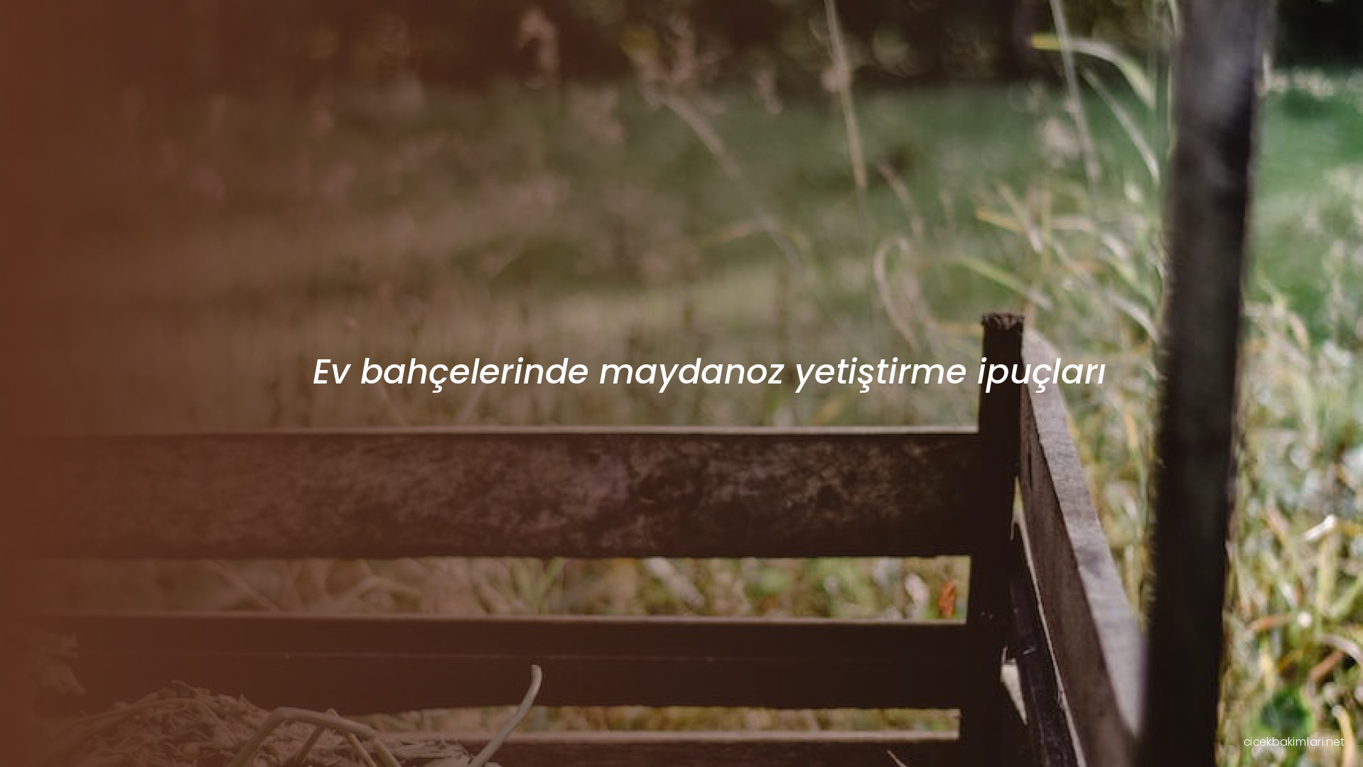 Ev bahçelerinde maydanoz yetiştirme ipuçları