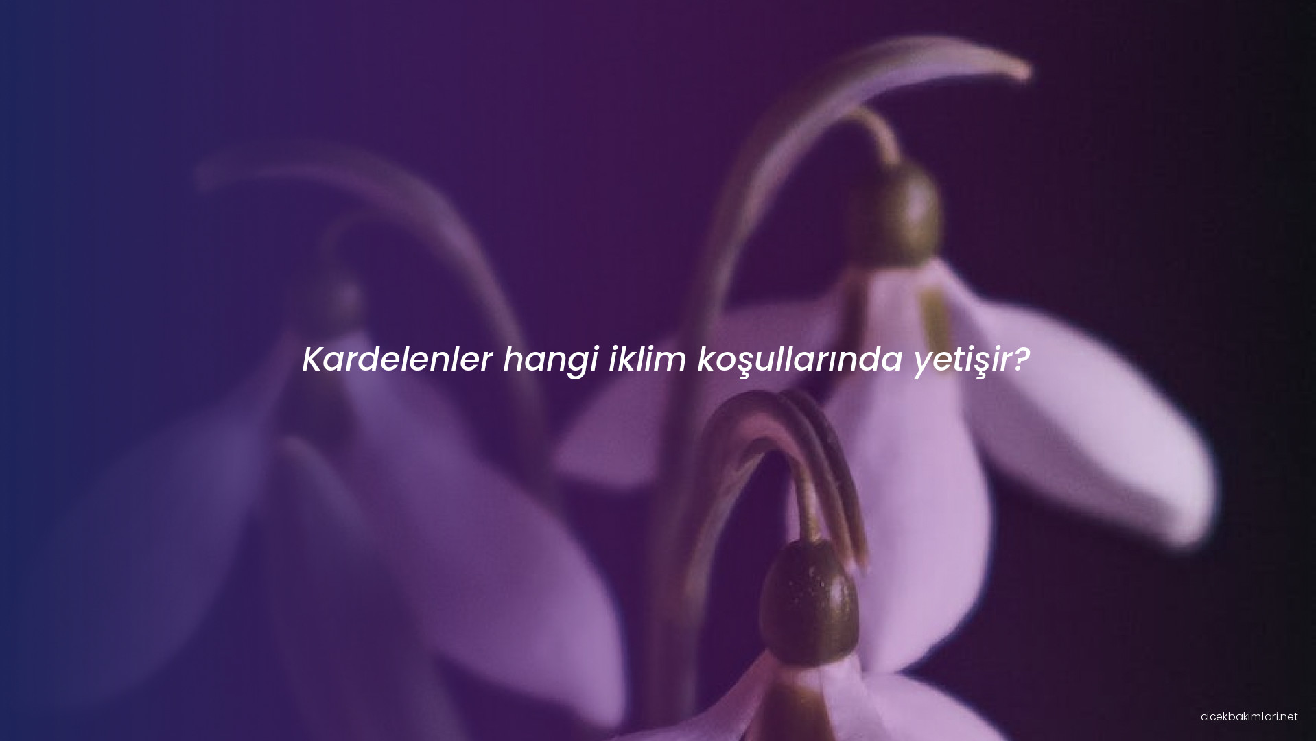 Kardelenler hangi iklim koşullarında yetişir?