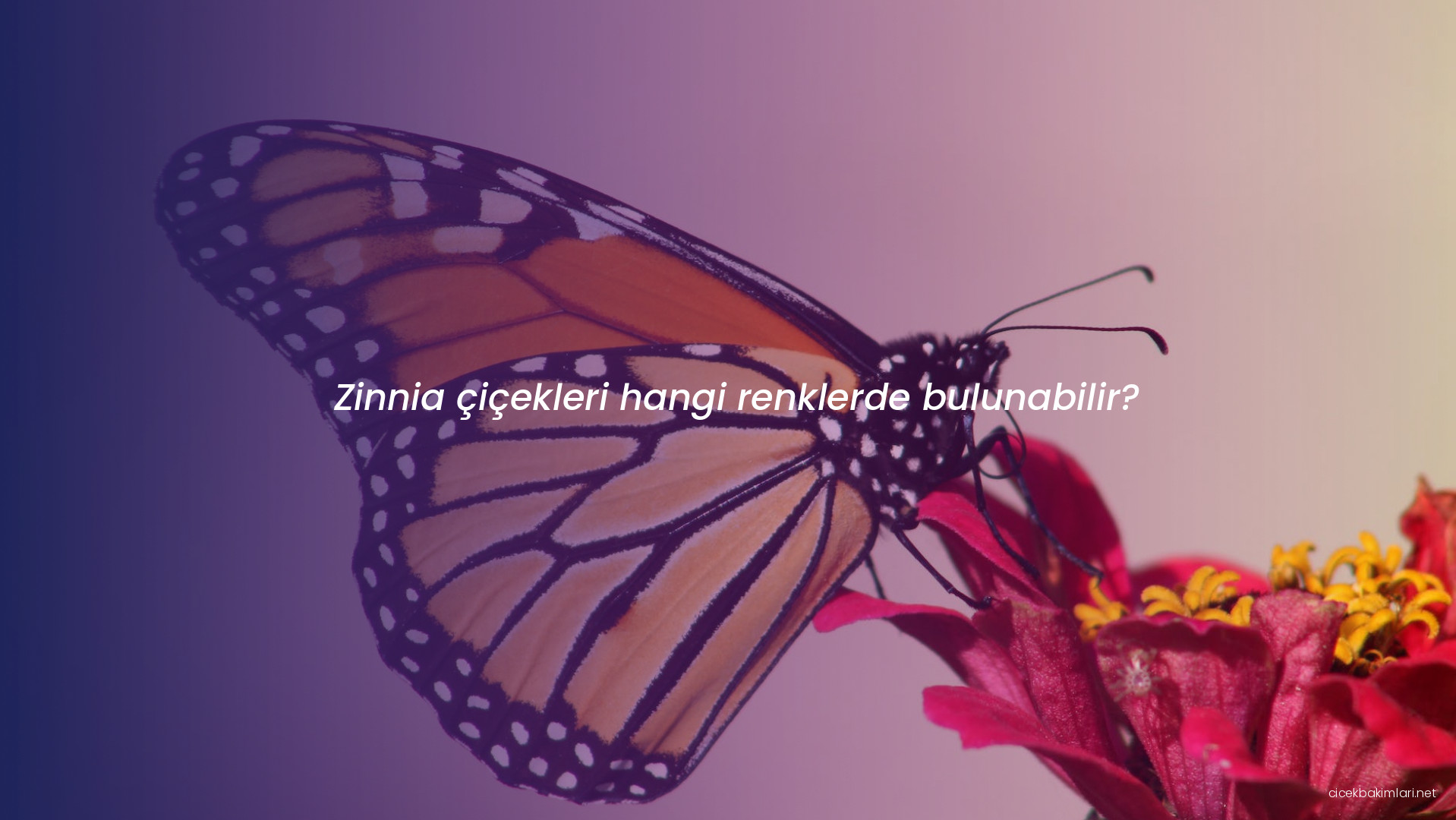 Zinnia çiçekleri hangi renklerde bulunabilir?