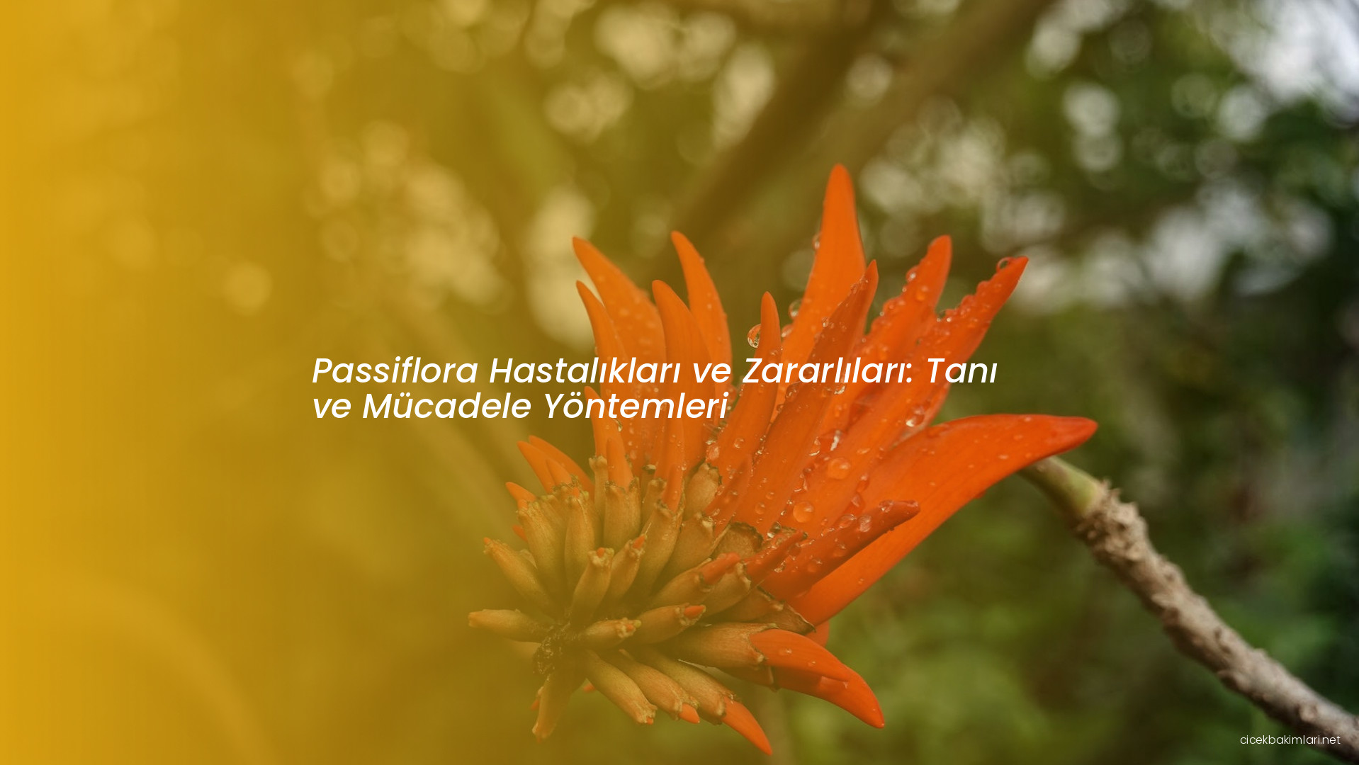 Passiflora Hastalıkları ve Zararlıları: Tanı ve Mücadele Yöntemleri