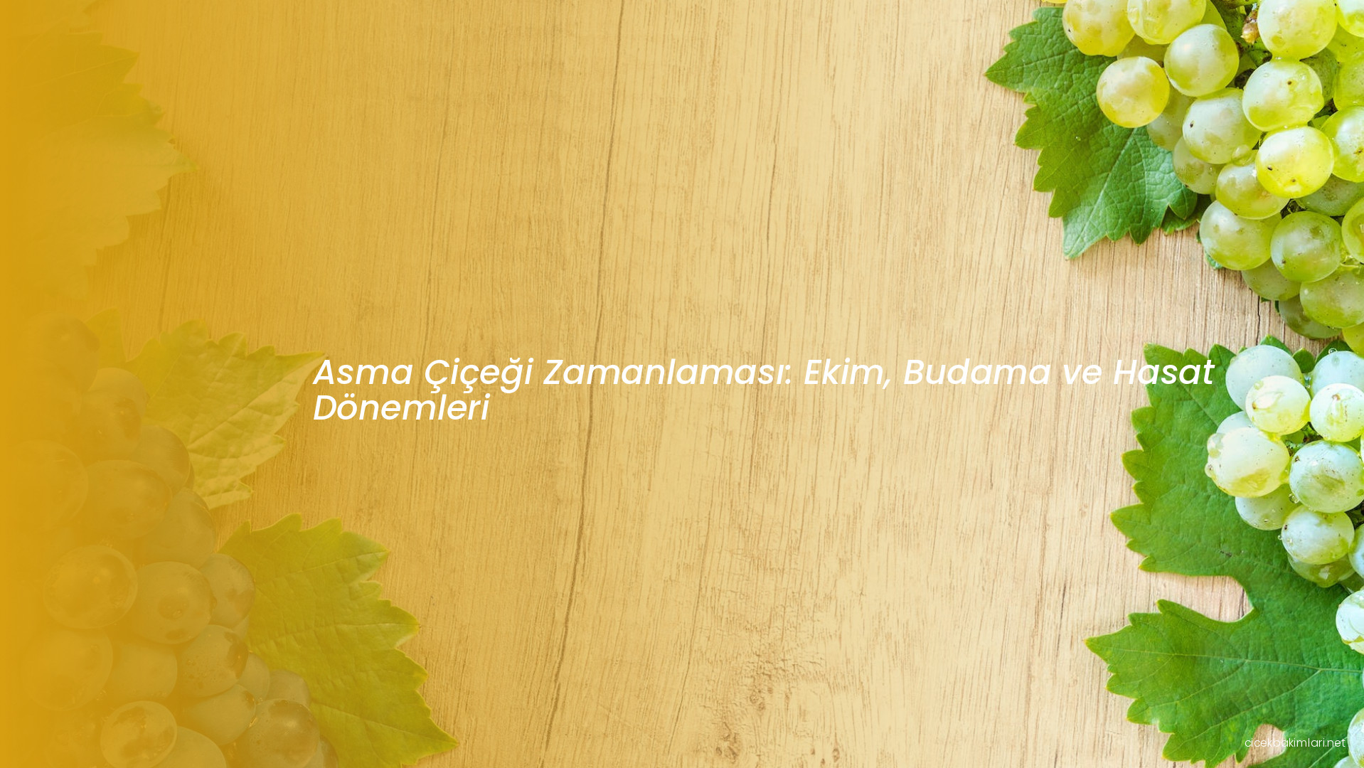 Asma Çiçeği Zamanlaması: Ekim, Budama ve Hasat Dönemleri