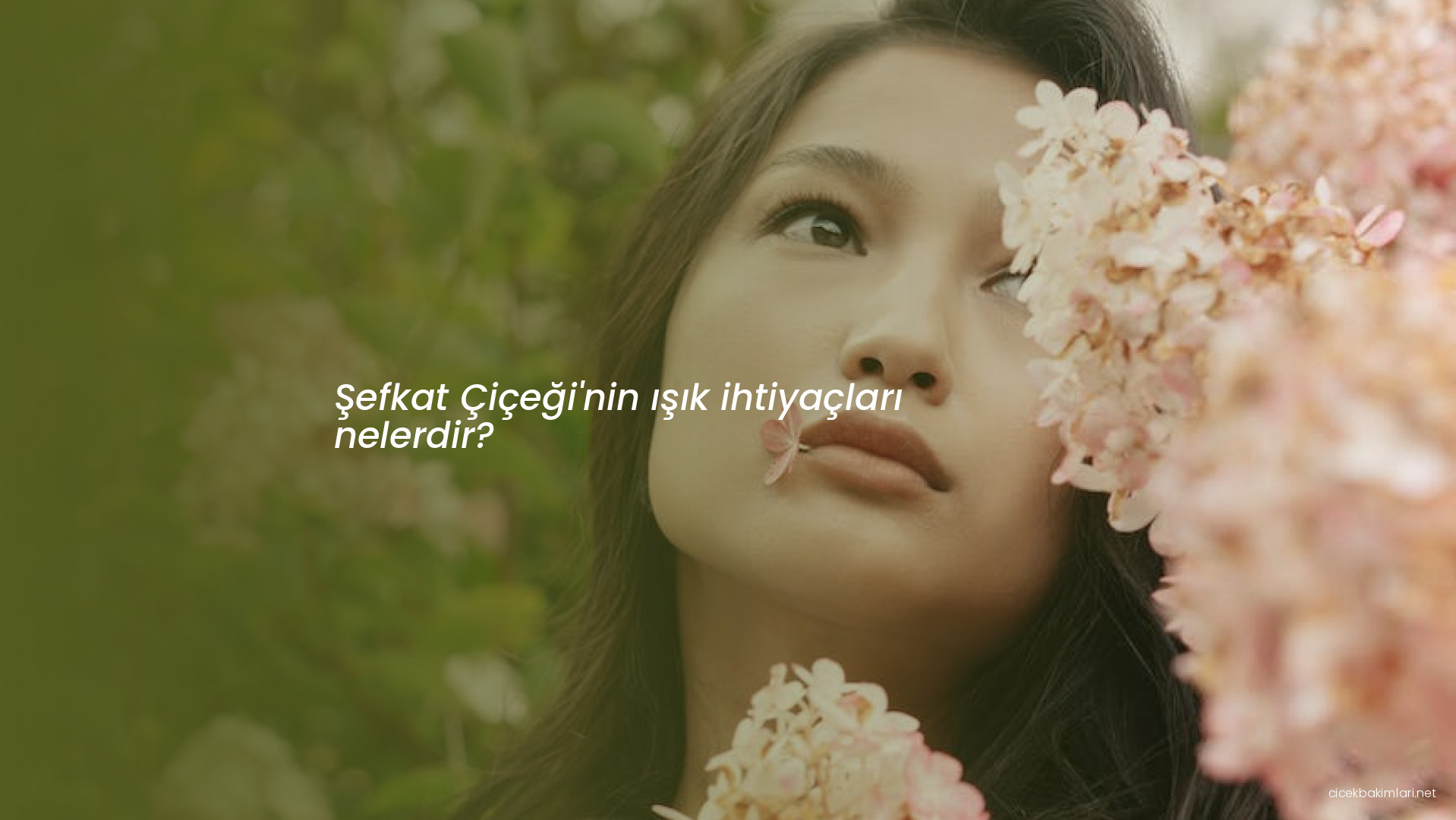 Şefkat Çiçeği'nin ışık ihtiyaçları nelerdir?