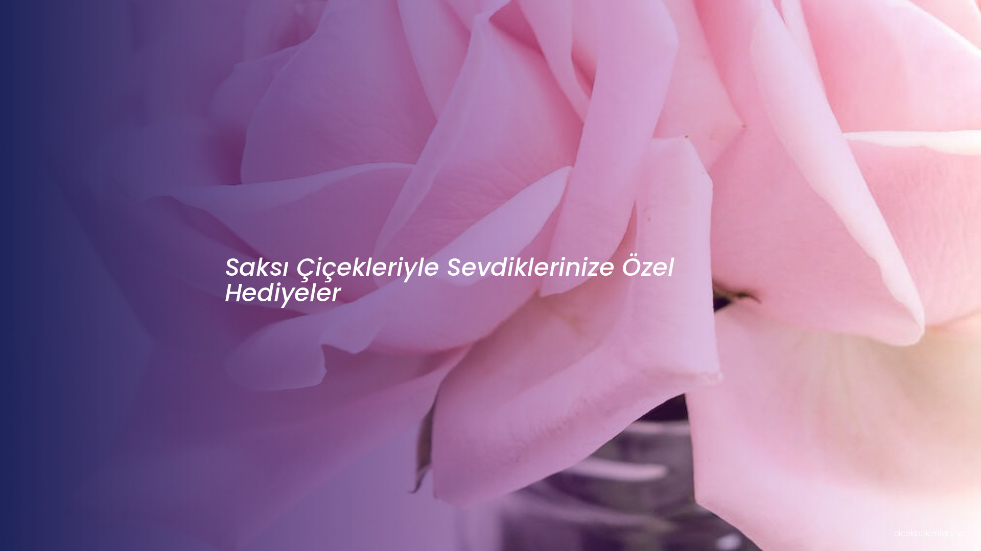 Saksı Çiçekleriyle Sevdiklerinize Özel Hediyeler