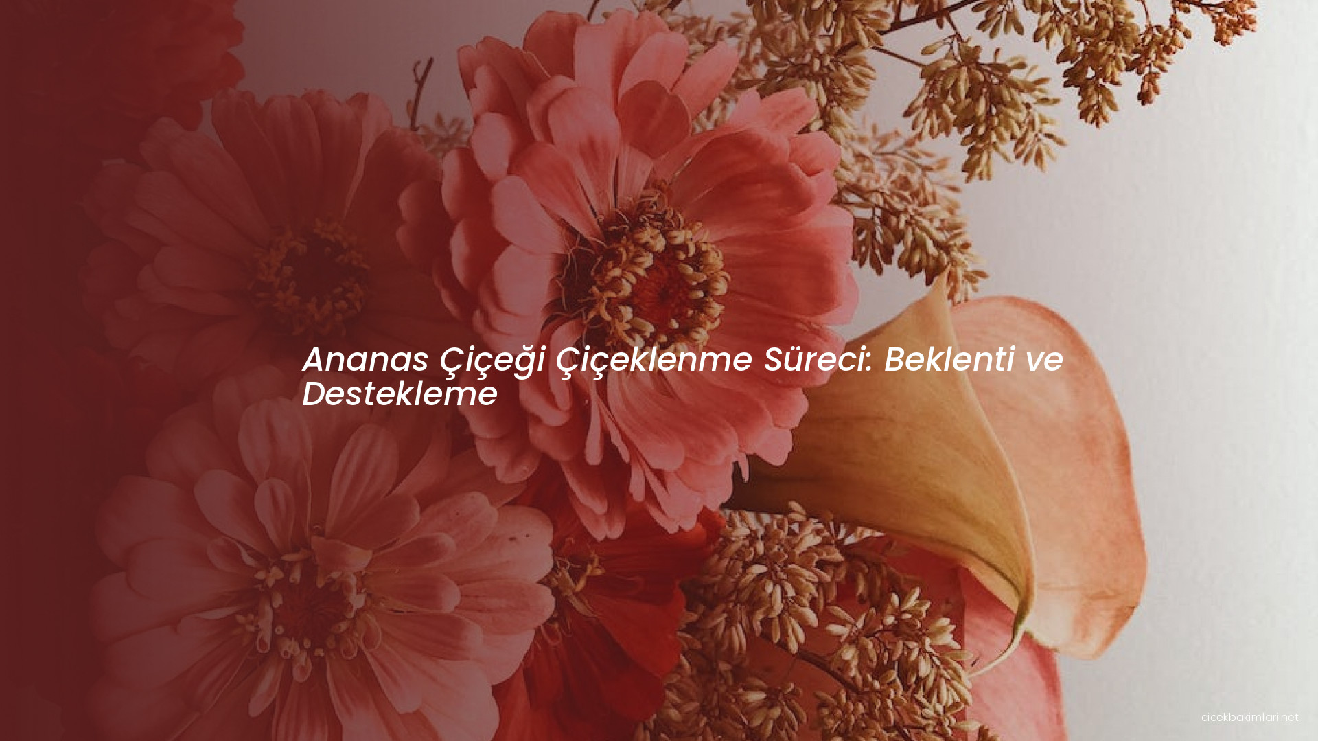 Ananas Çiçeği Çiçeklenme Süreci: Beklenti ve Destekleme