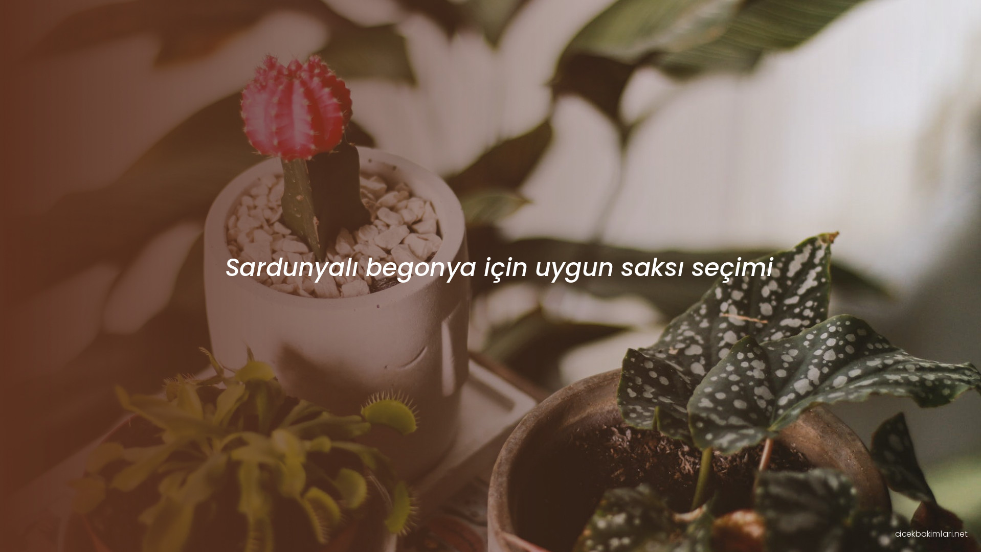 Sardunyalı begonya için uygun saksı seçimi