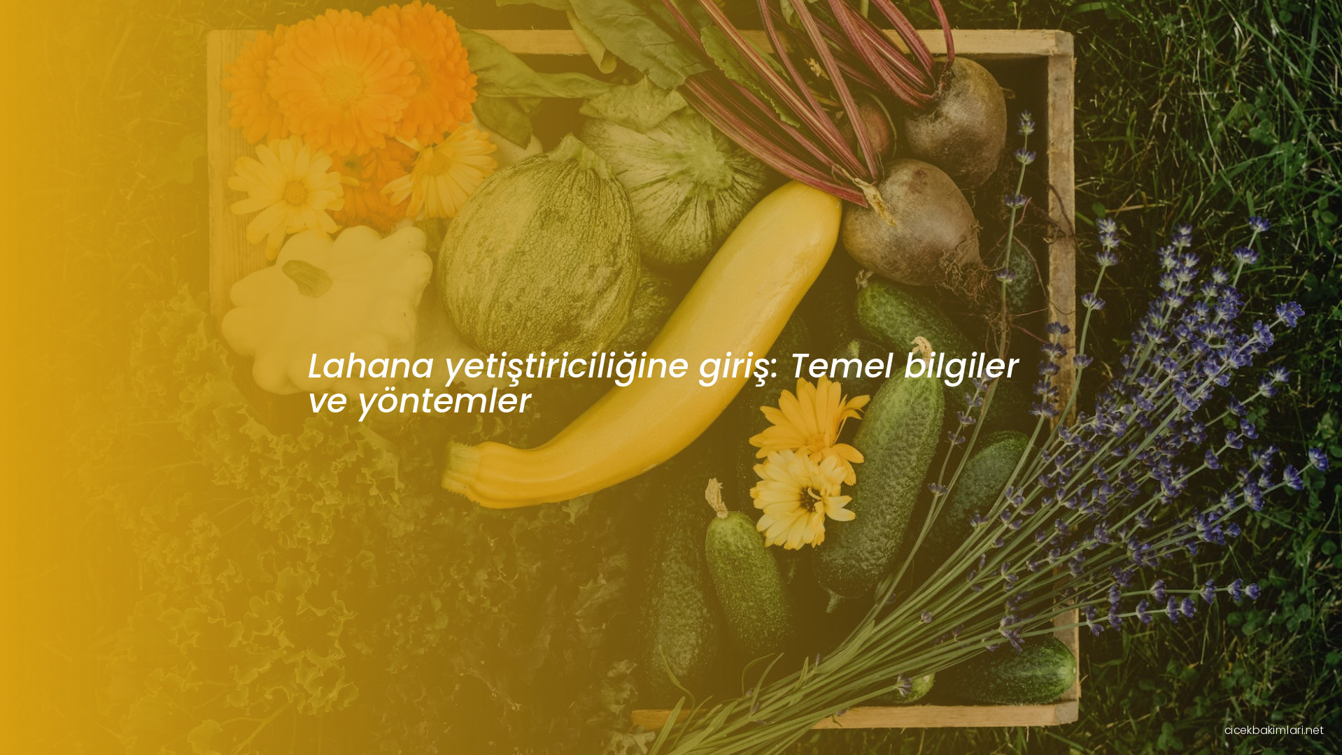 Lahana yetiştiriciliğine giriş: Temel bilgiler ve yöntemler