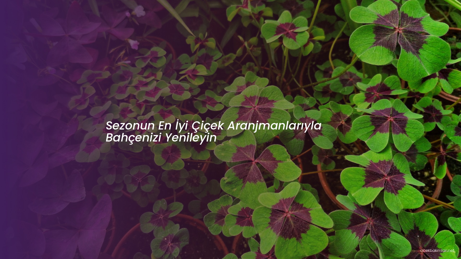 Sezonun En İyi Çiçek Aranjmanlarıyla Bahçenizi Yenileyin