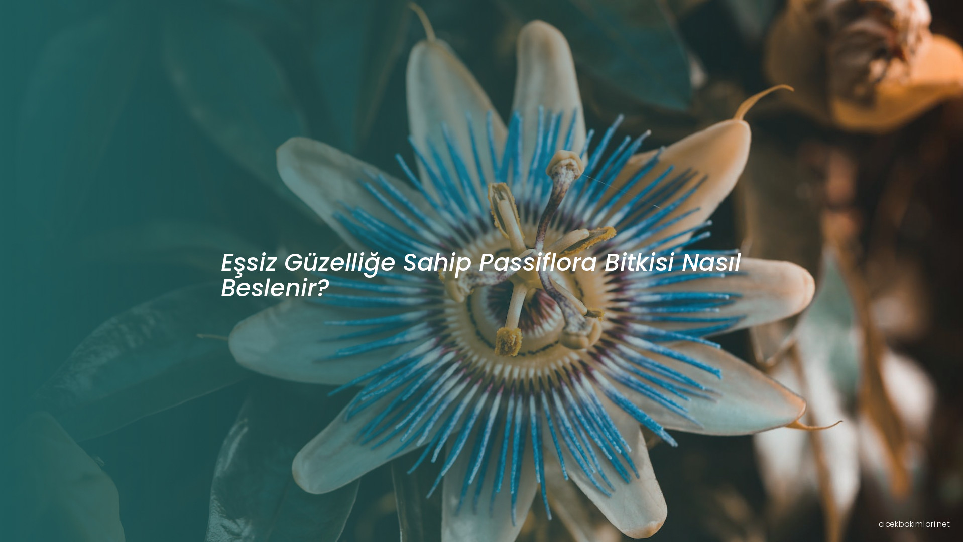 Eşsiz Güzelliğe Sahip Passiflora Bitkisi Nasıl Beslenir?