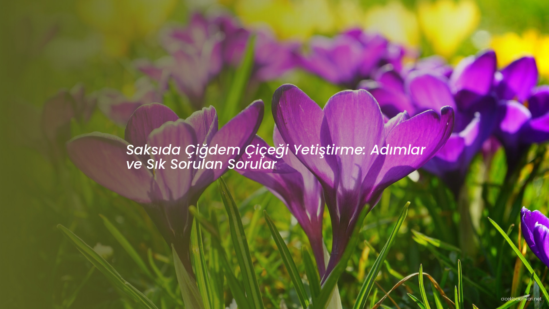 Saksıda Çiğdem Çiçeği Yetiştirme: Adımlar ve Sık Sorulan Sorular