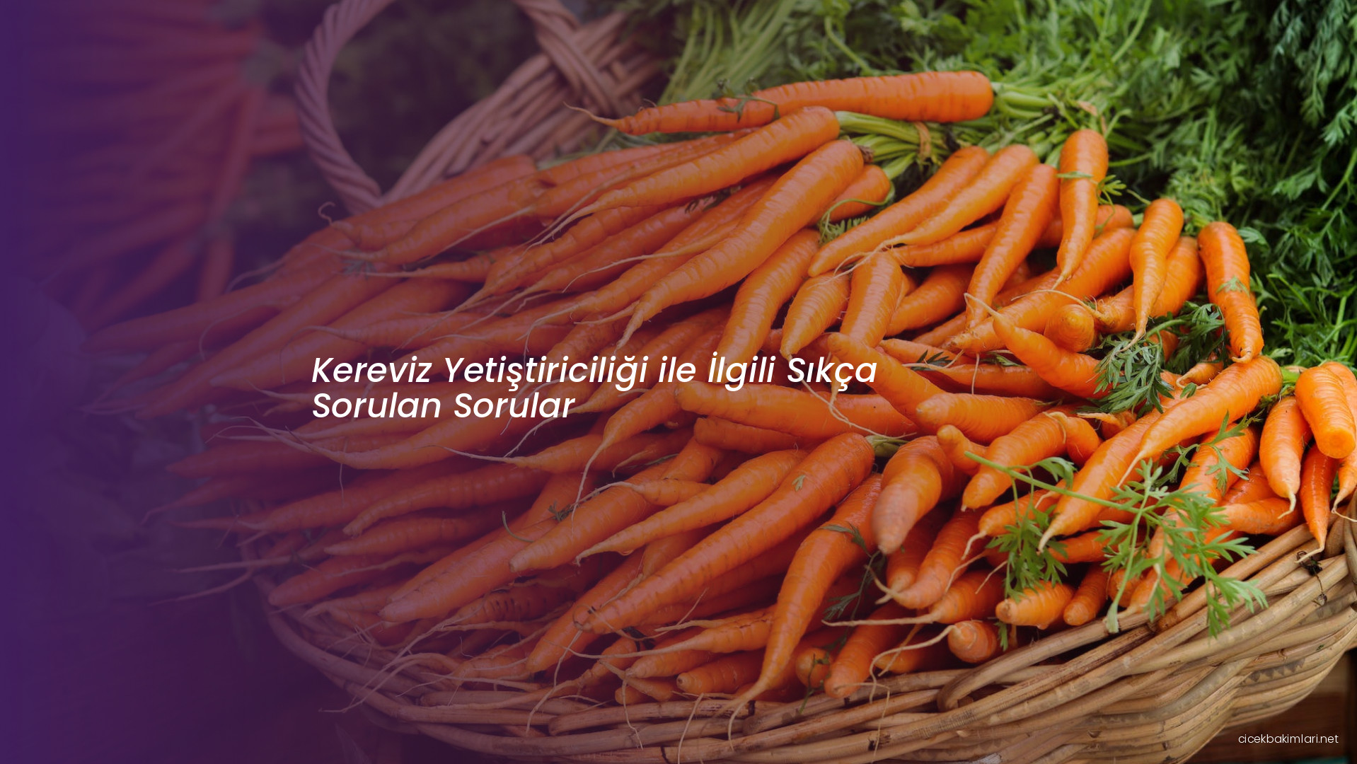 Kereviz Yetiştiriciliği ile İlgili Sıkça Sorulan Sorular