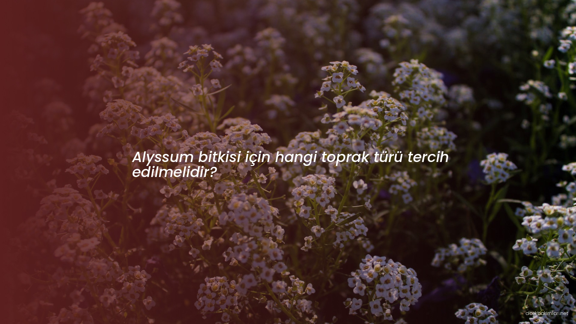 Alyssum bitkisi için hangi toprak türü tercih edilmelidir?
