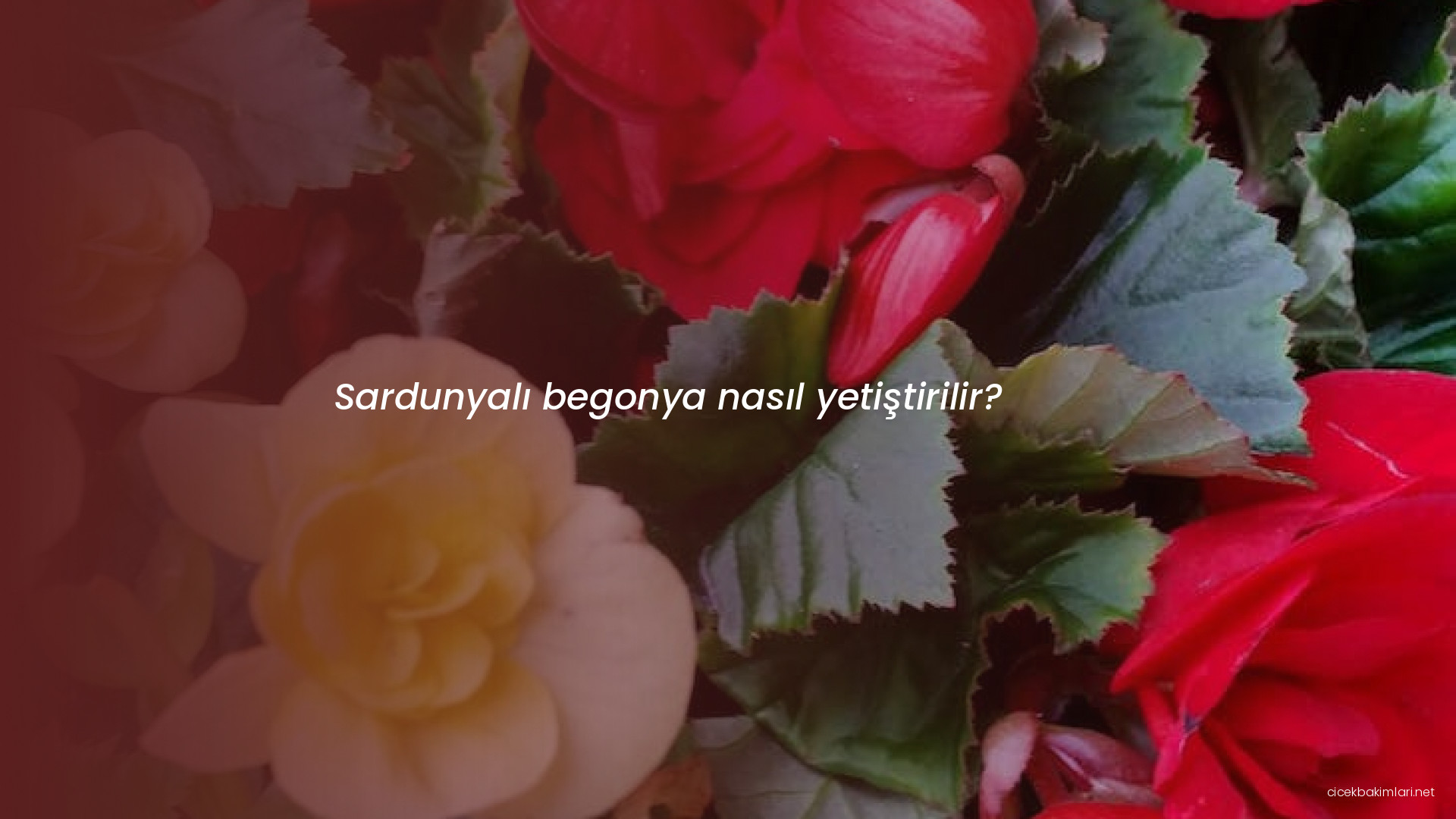 Sardunyalı begonya nasıl yetiştirilir?
