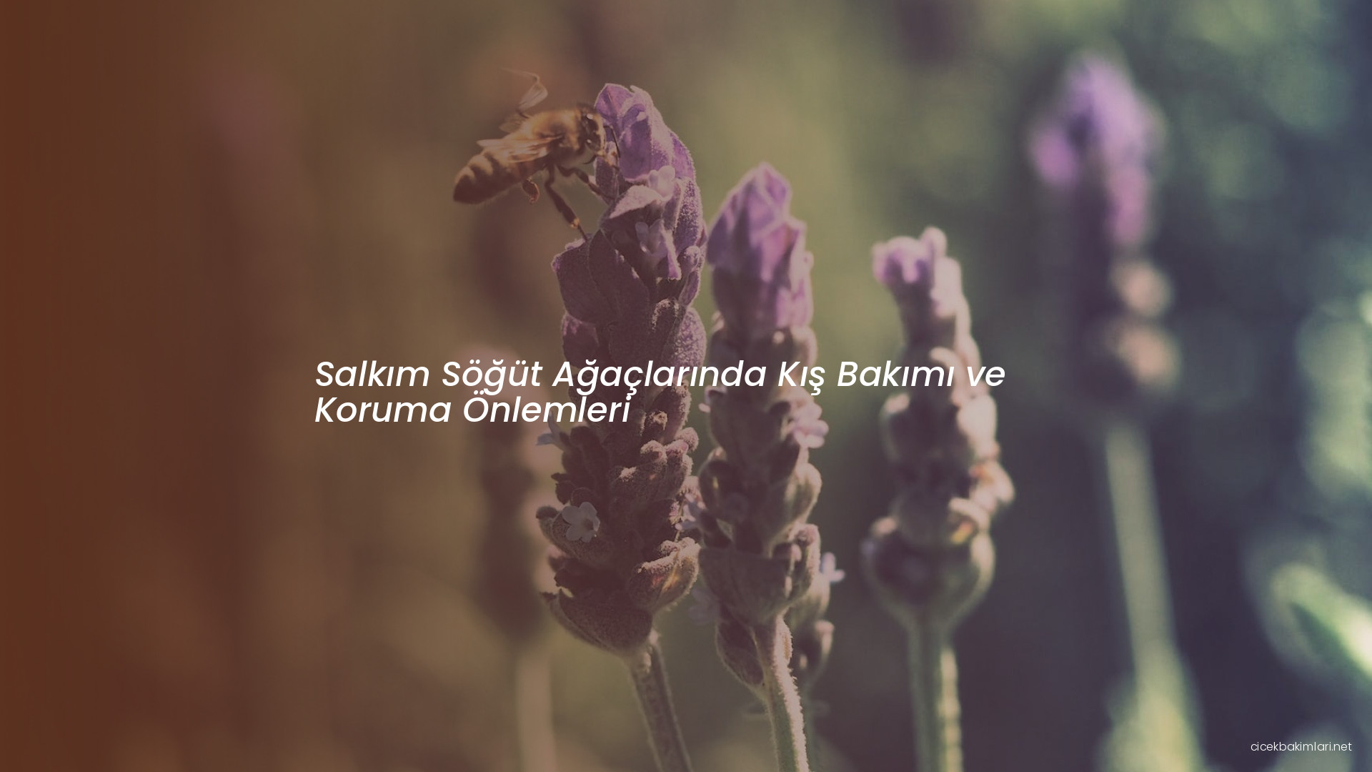 Salkım Söğüt Ağaçlarında Kış Bakımı ve Koruma Önlemleri