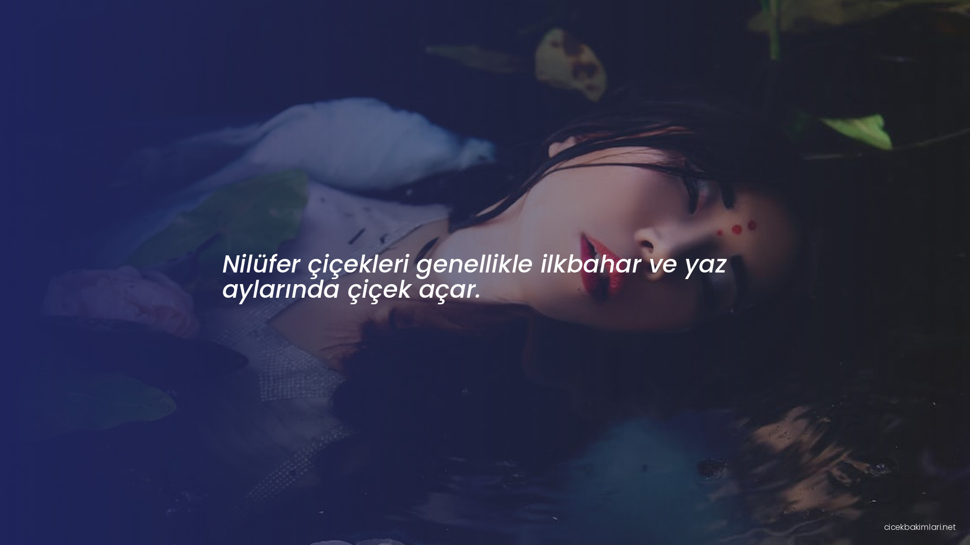 Nilüfer çiçekleri genellikle ilkbahar ve yaz aylarında çiçek açar.