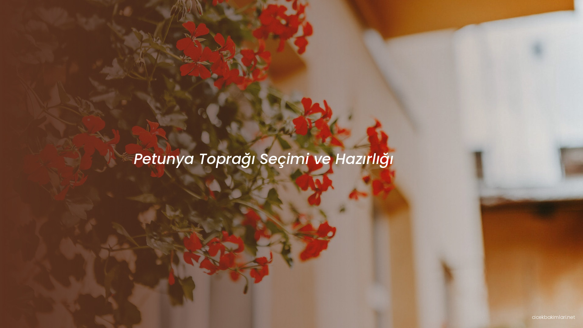 Petunya Toprağı Seçimi ve Hazırlığı