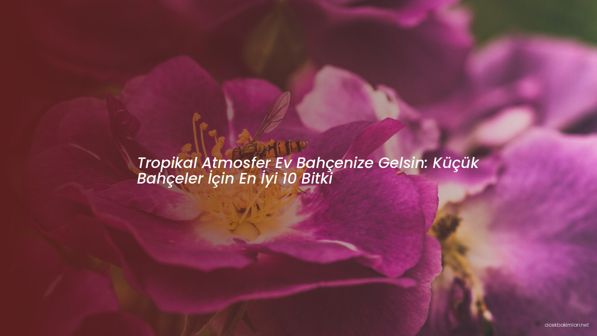 Tropikal Atmosfer Ev Bahçenize Gelsin: Küçük Bahçeler İçin En İyi 10 Bitki