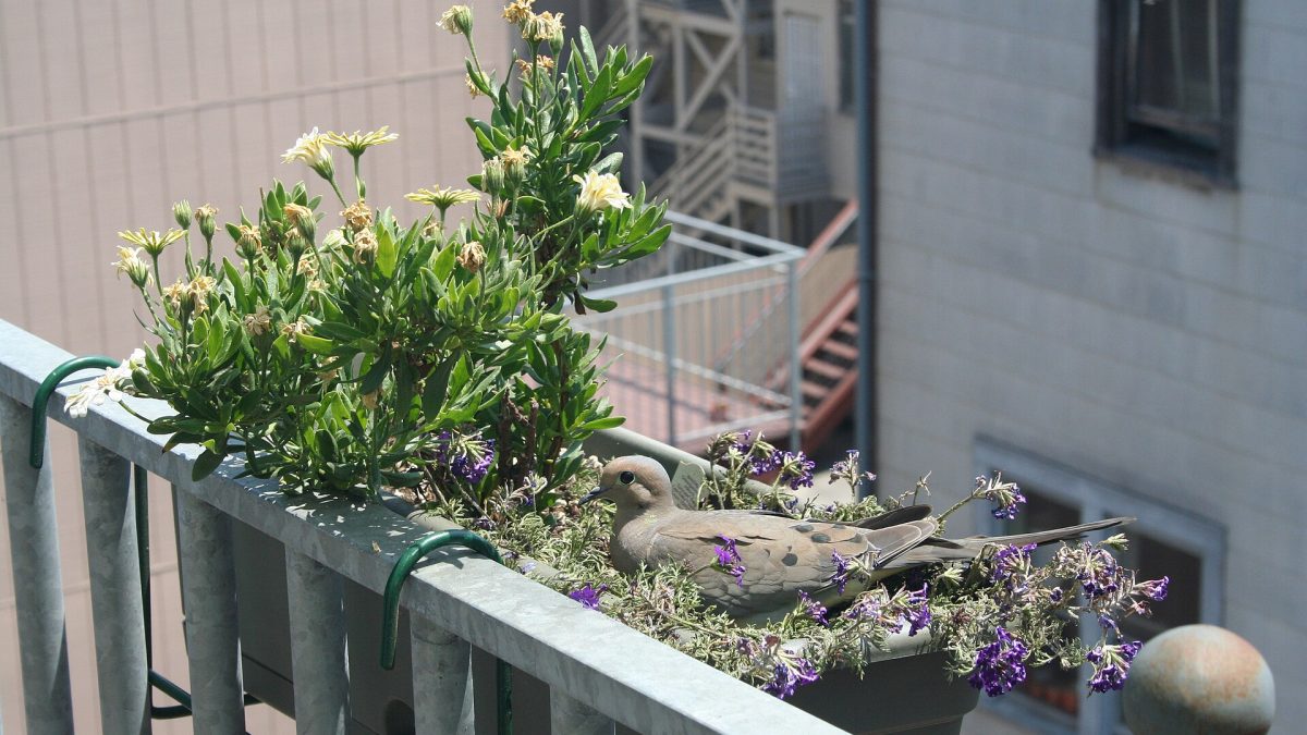 Balkon Bitkilerinin Büyümesini Destekleyen Mevsimsel Bakım İpuçları