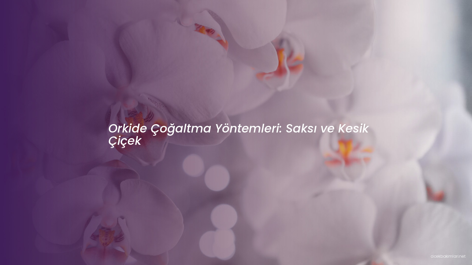 Orkide Çoğaltma Yöntemleri: Saksı ve Kesik Çiçek