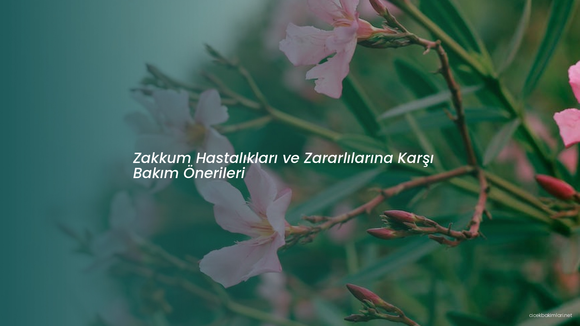 Zakkum Hastalıkları ve Zararlılarına Karşı Bakım Önerileri