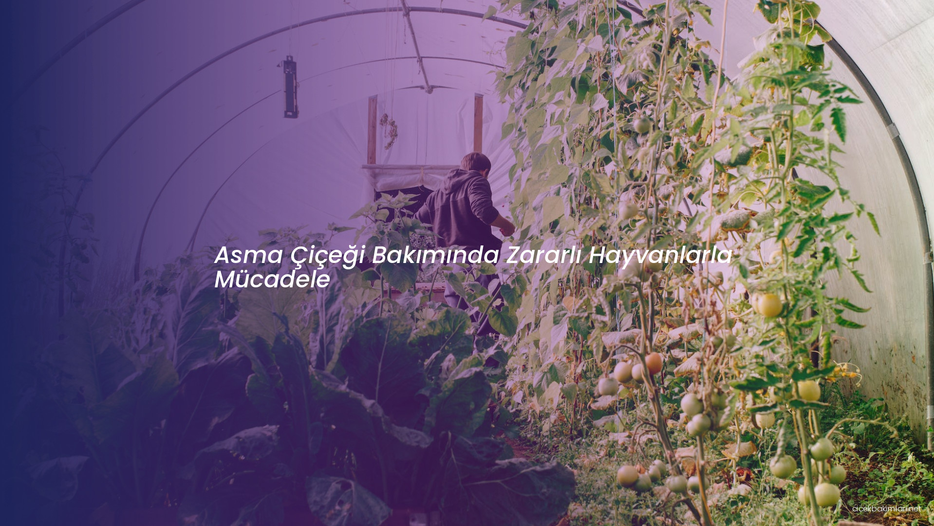 Asma Çiçeği Bakımında Zararlı Hayvanlarla Mücadele