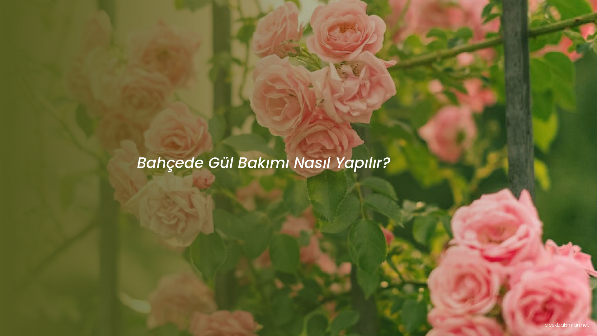 Bahçede Gül Bakımı Nasıl Yapılır?