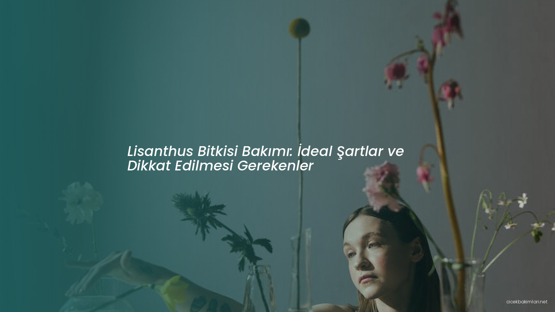 Lisanthus Bitkisi Bakımı: İdeal Şartlar ve Dikkat Edilmesi Gerekenler