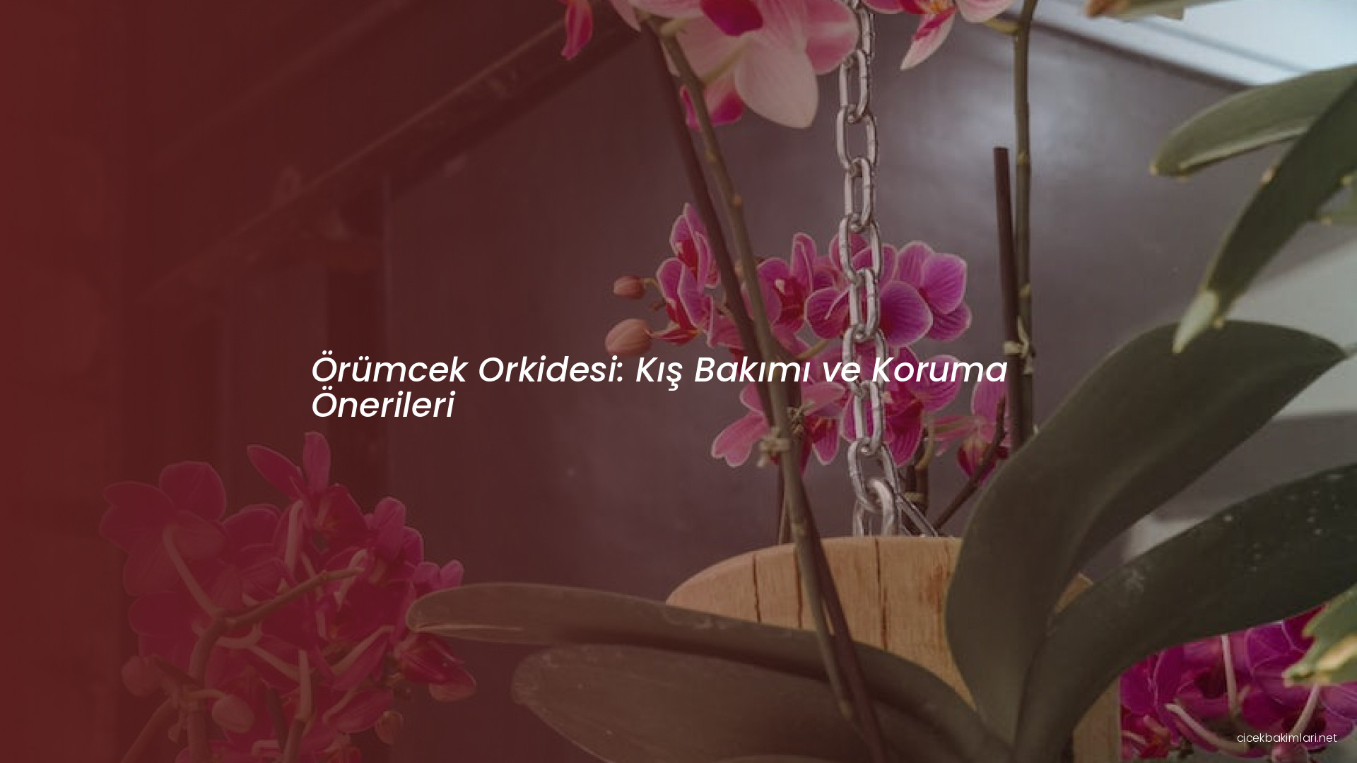 Örümcek Orkidesi: Kış Bakımı ve Koruma Önerileri