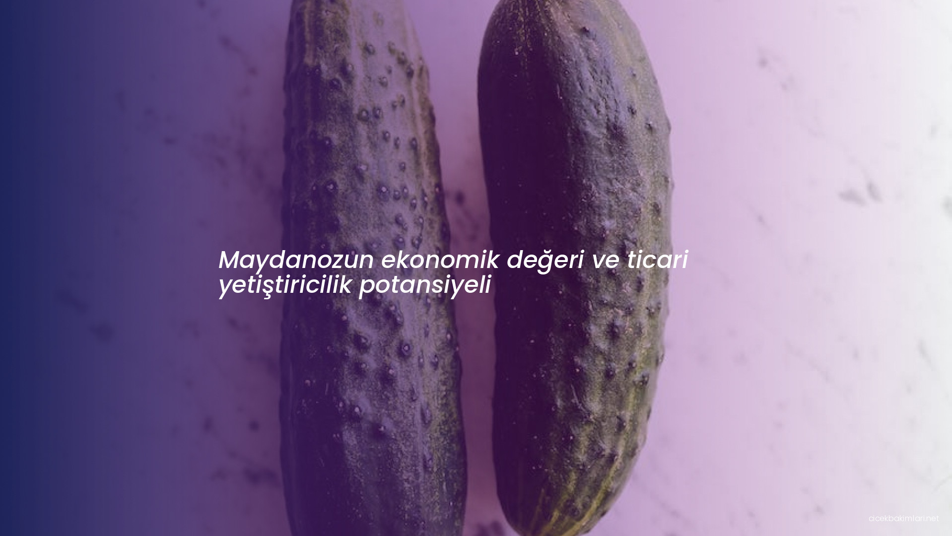 Maydanozun ekonomik değeri ve ticari yetiştiricilik potansiyeli