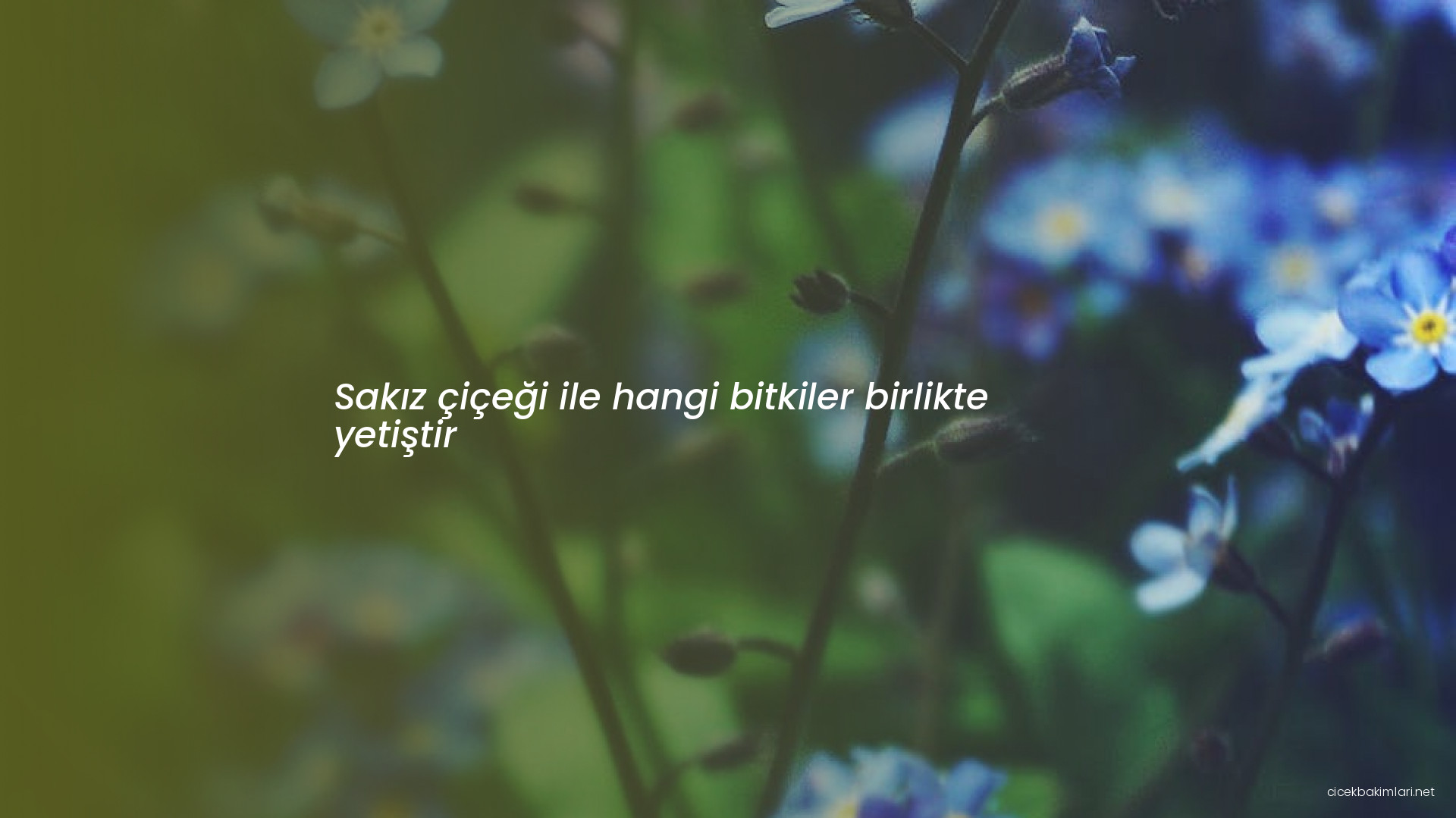 Sakız çiçeği ile hangi bitkiler birlikte yetiştir