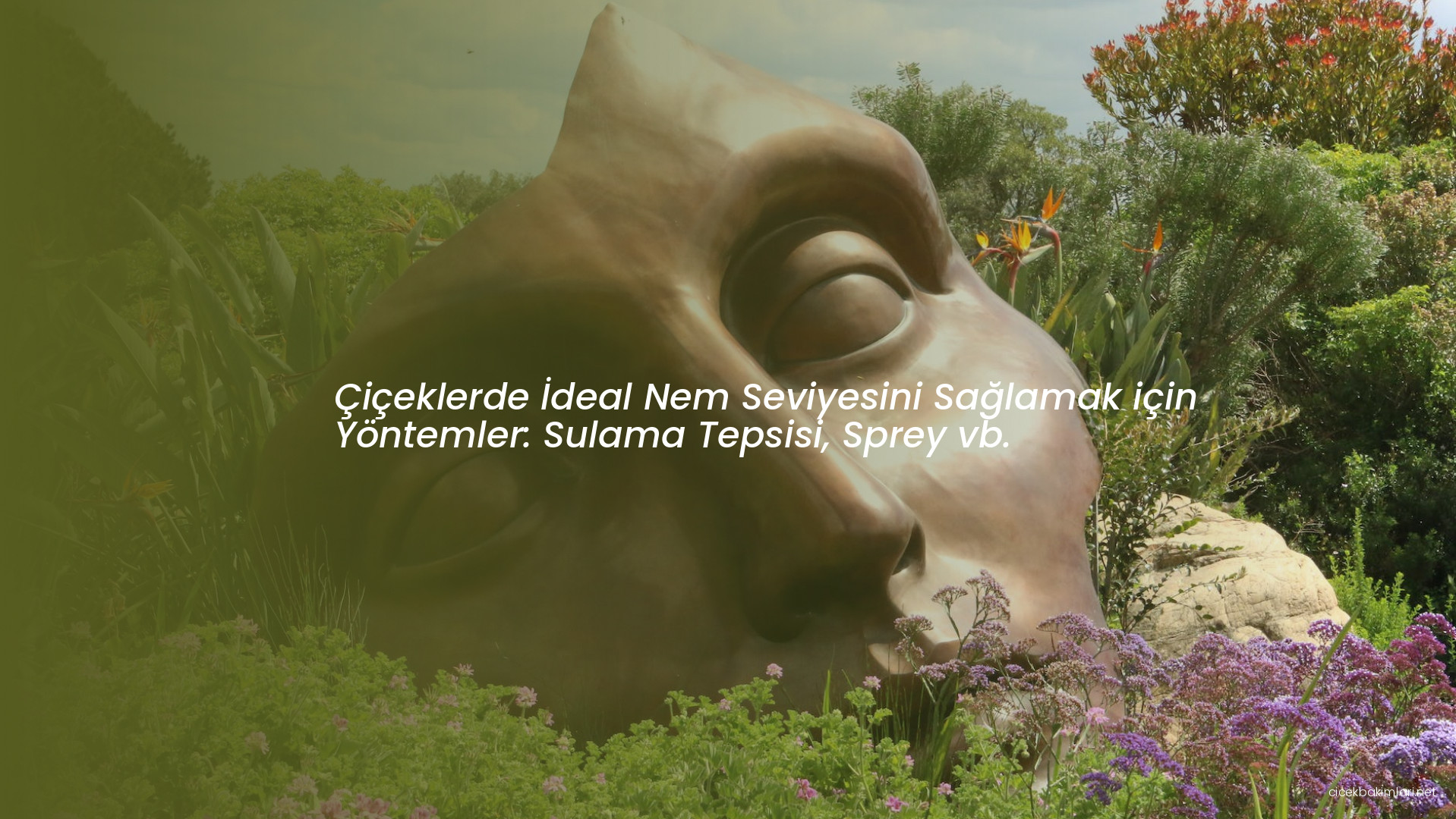 Çiçeklerde İdeal Nem Seviyesini Sağlamak için Yöntemler: Sulama Tepsisi, Sprey vb.