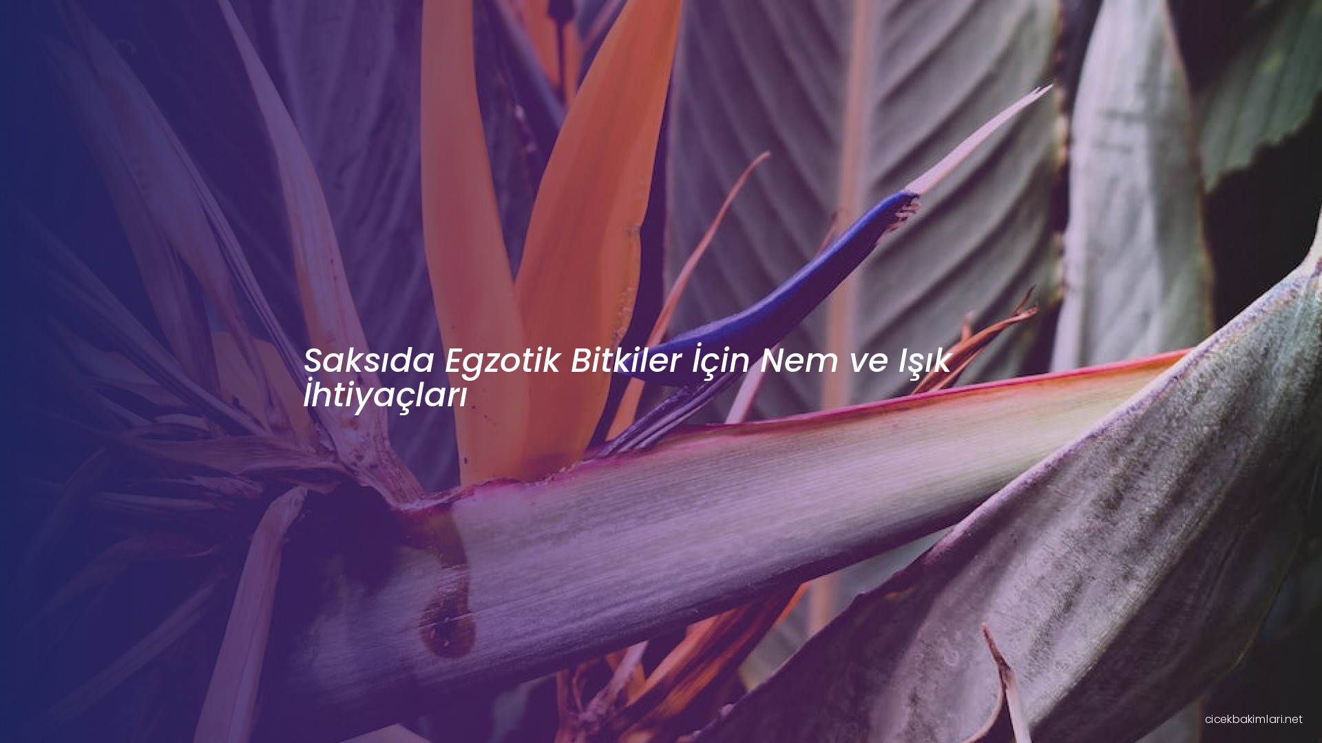 Saksıda Egzotik Bitkiler İçin Nem ve Işık İhtiyaçları