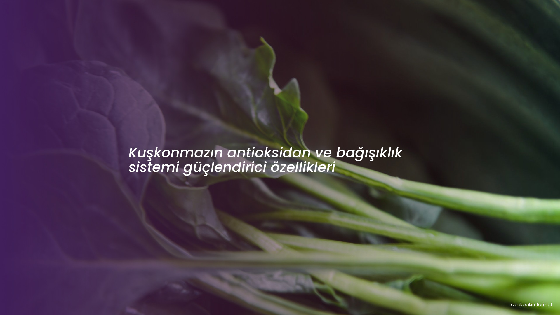 Kuşkonmazın antioksidan ve bağışıklık sistemi güçlendirici özellikleri