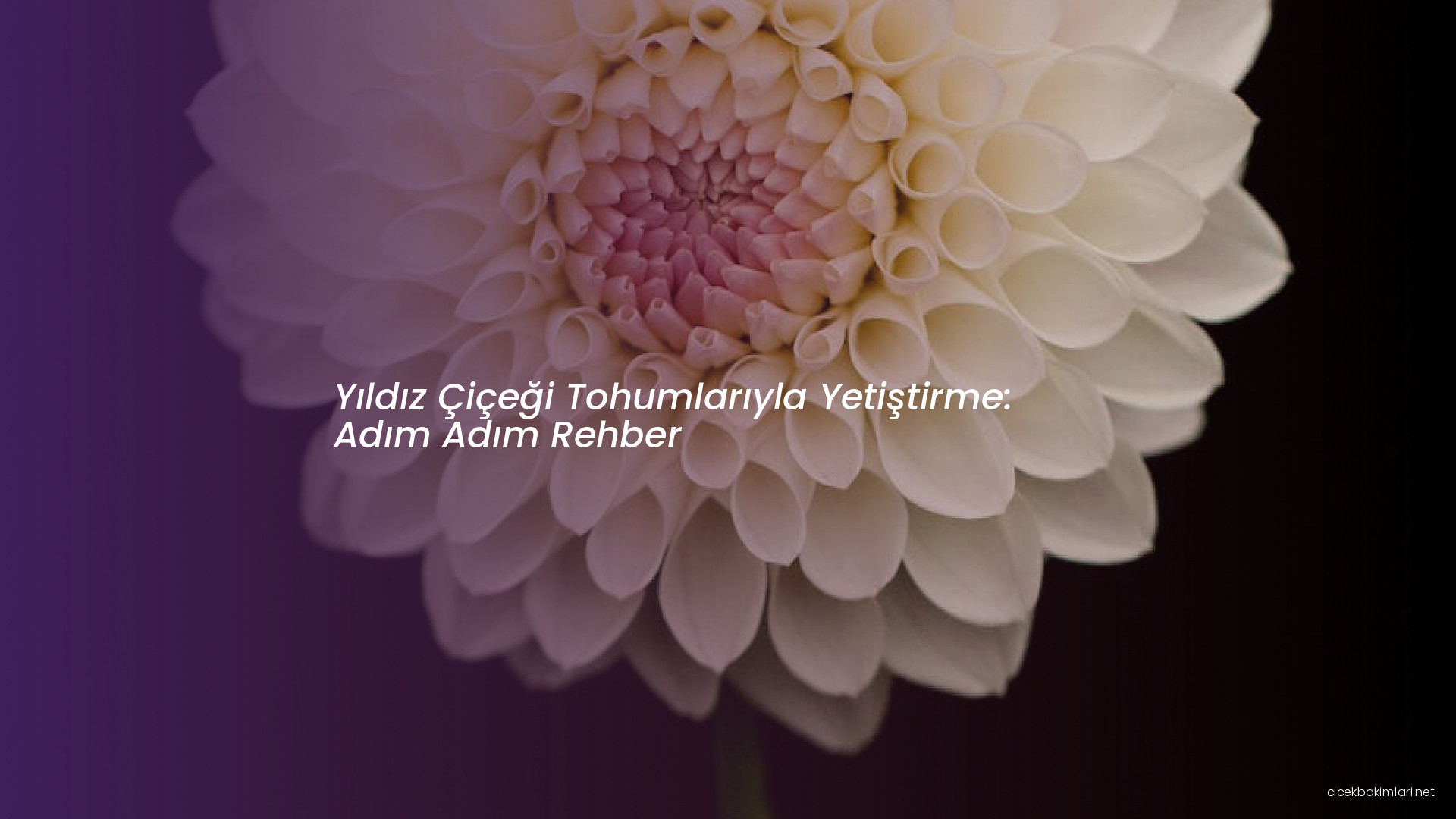 Yıldız Çiçeği Tohumlarıyla Yetiştirme: Adım Adım Rehber