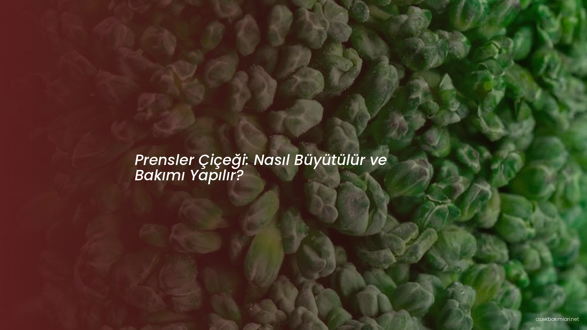 Prensler Çiçeği: Nasıl Büyütülür ve Bakımı Yapılır?
